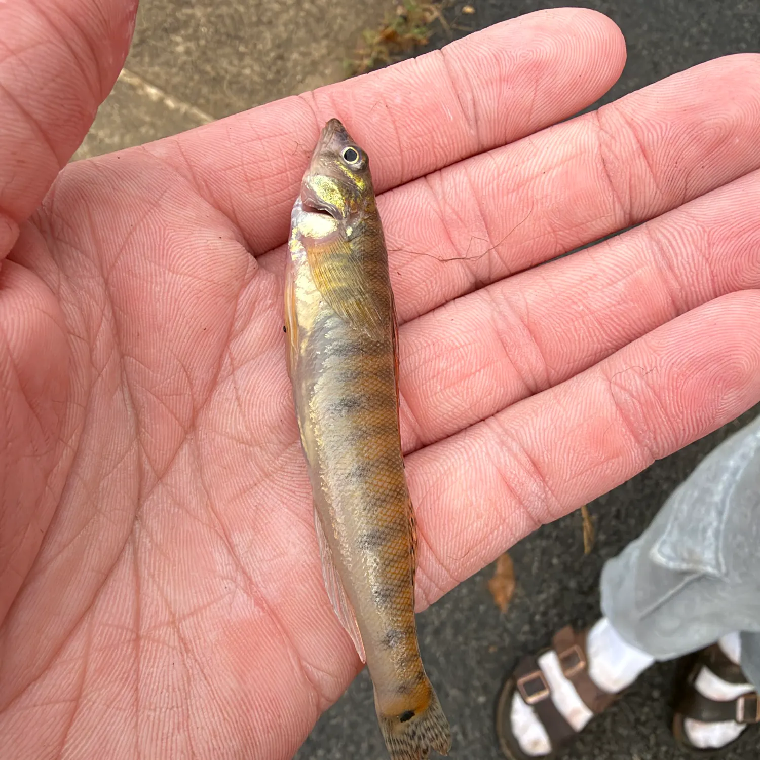 Common logperch caught on Fishbrain
