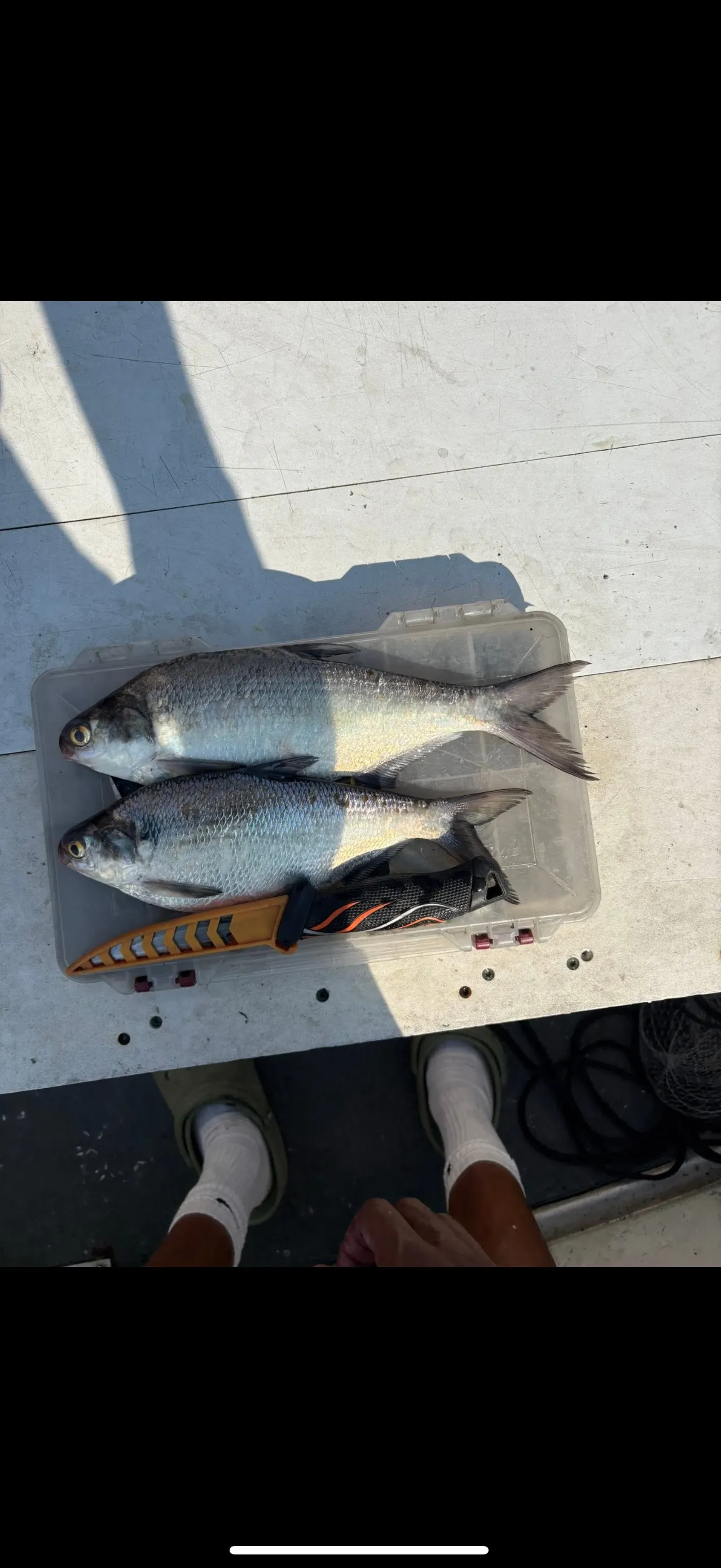 Cut shad