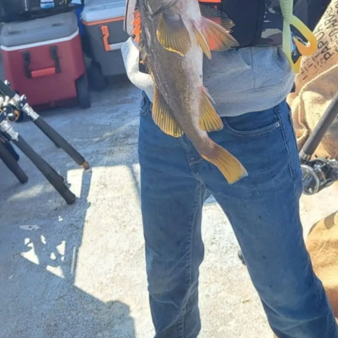 The most recent Yellowtail rockfish catches on Fishbrain