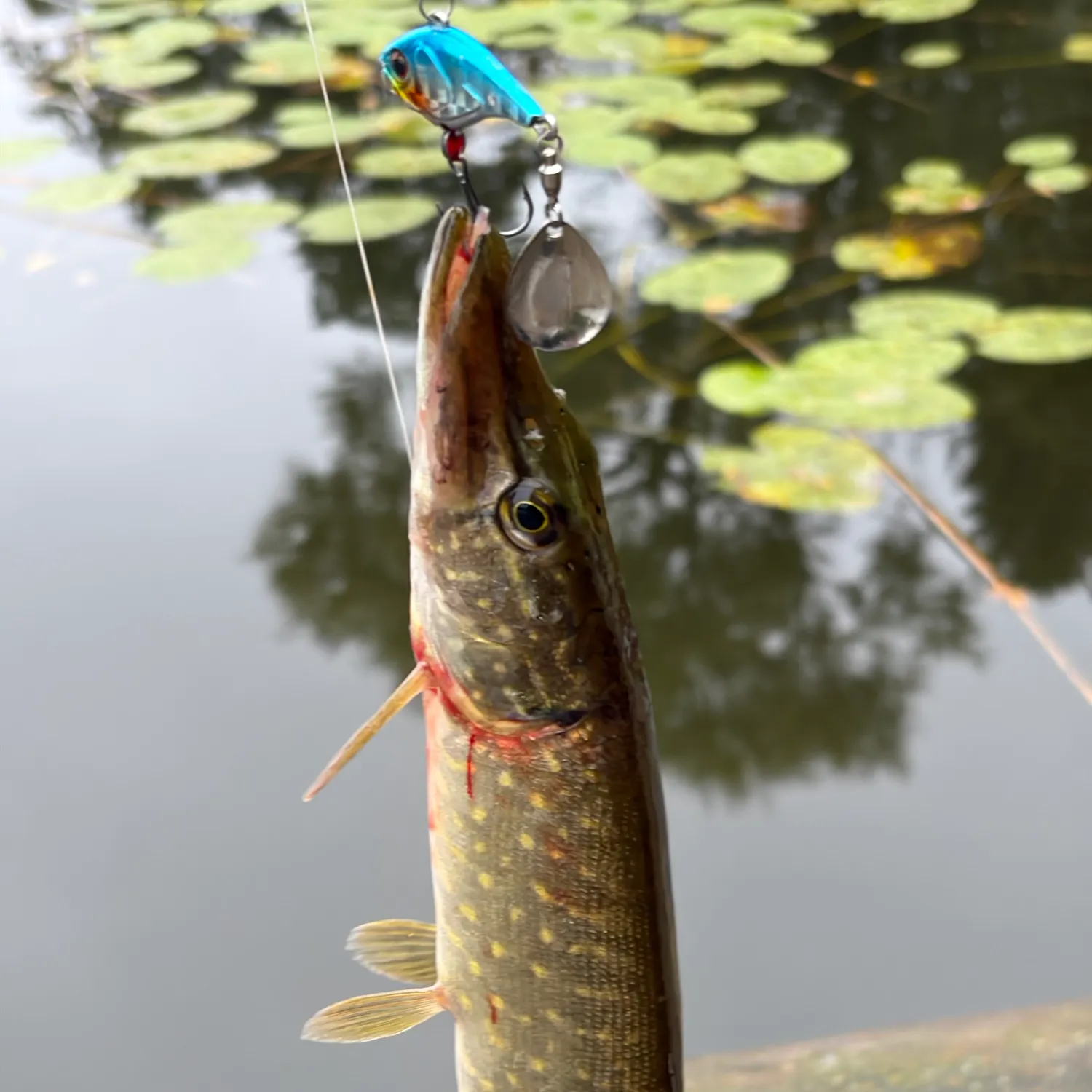 Northern pike caught on Fishbrain