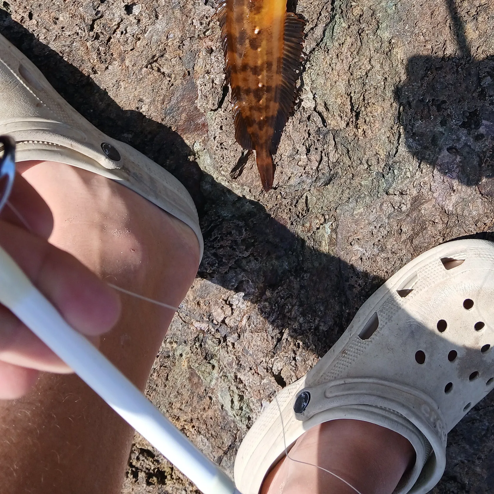 The most recent Giant kelpfish catches on Fishbrain