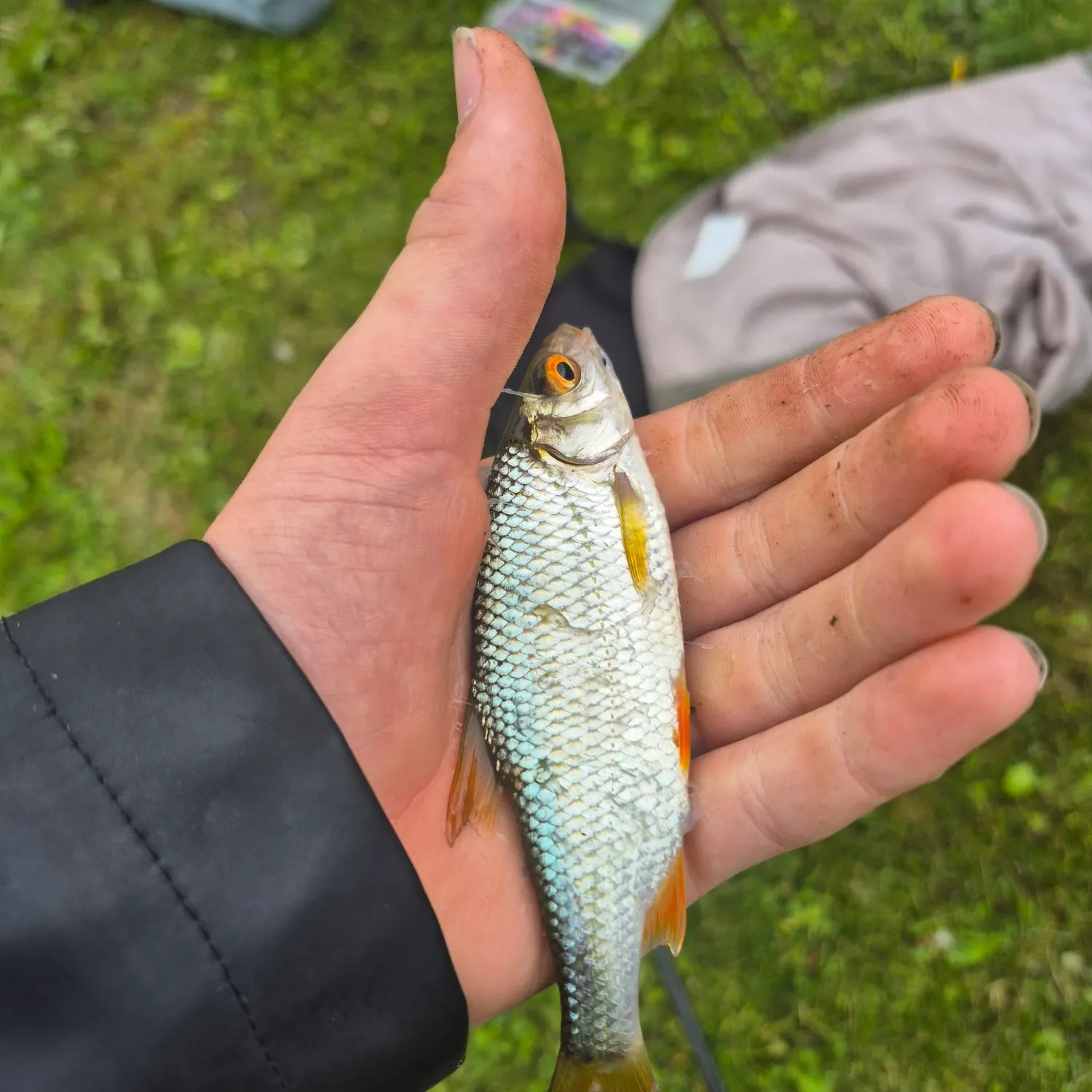 Fish caught on Fishbrain
