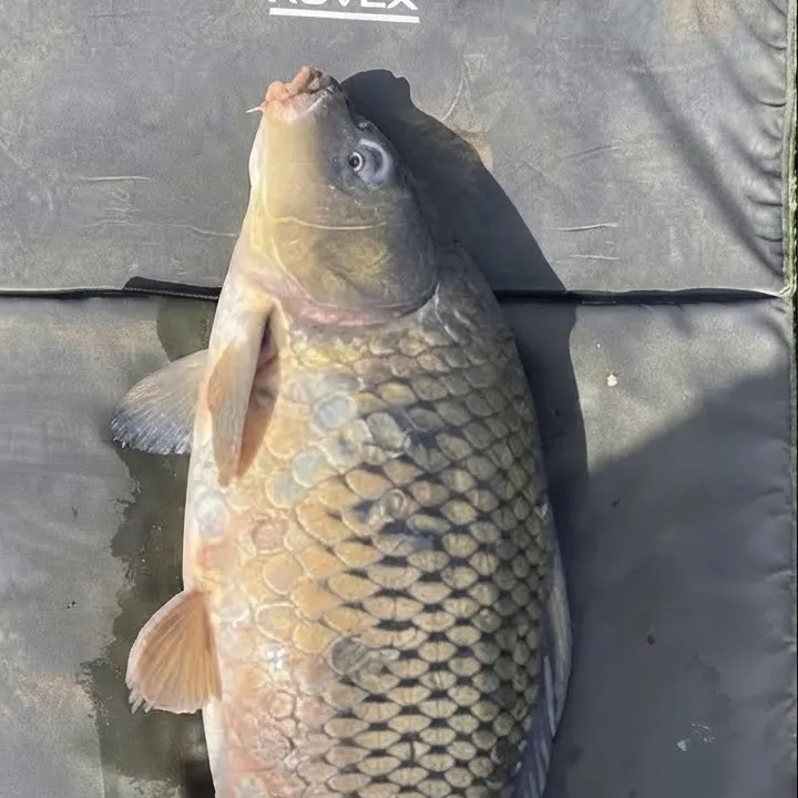 Common carp caught on Fishbrain