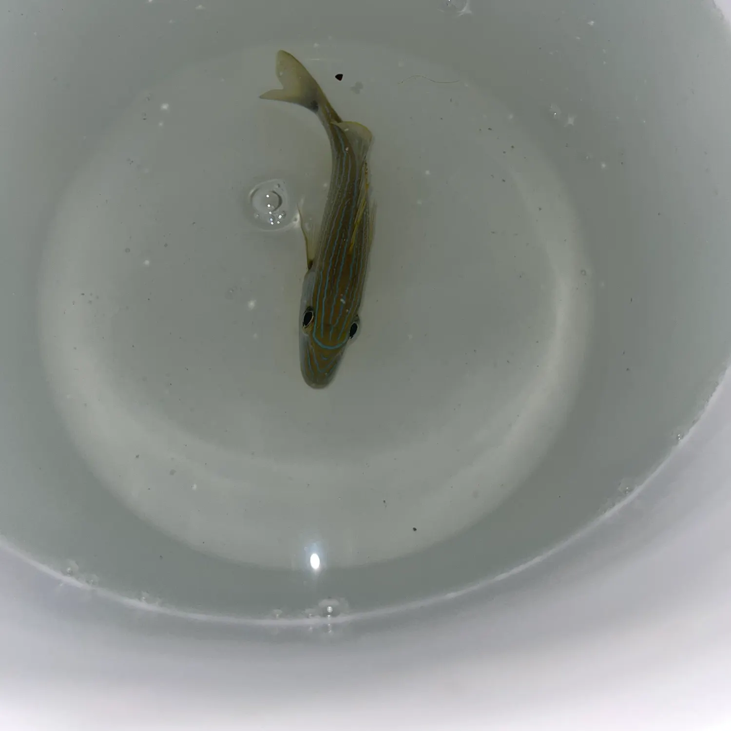 The most recent White grunt catches on Fishbrain