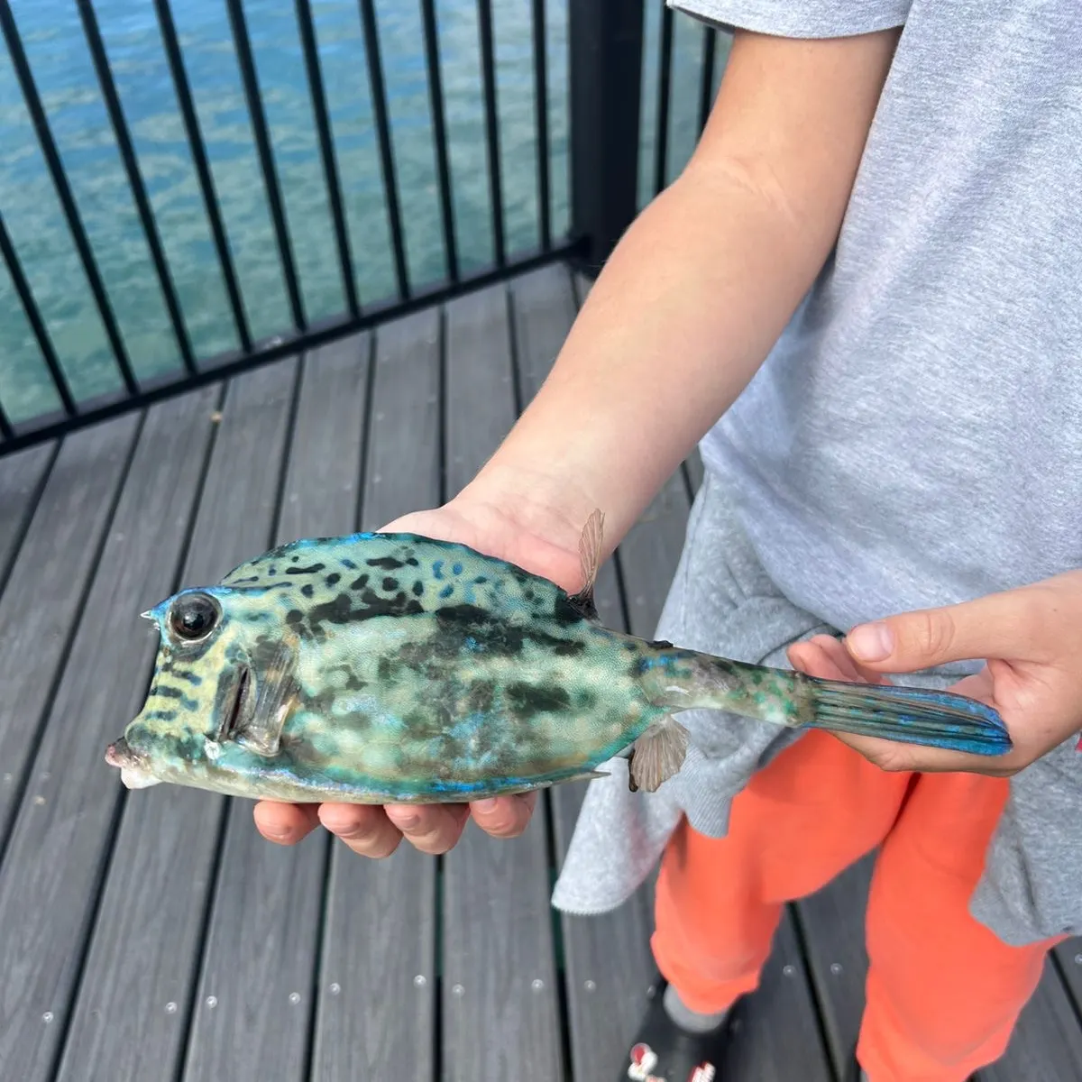 The most recent Scrawled cowfish catches on Fishbrain