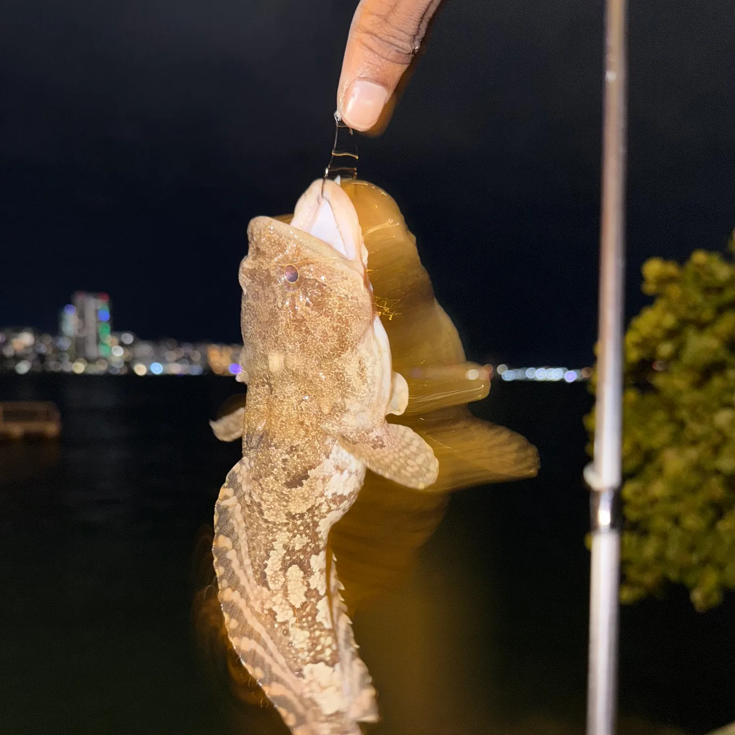 The most recent Oyster toadfish catches on Fishbrain