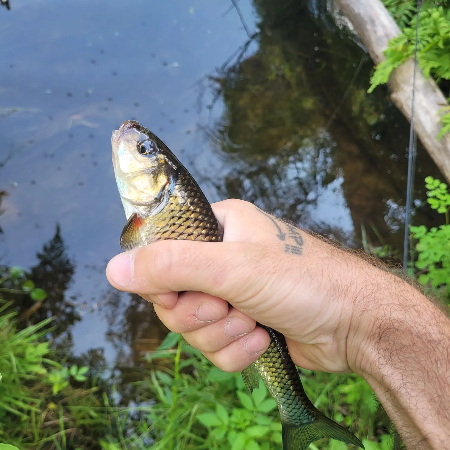 The most recent Fallfish catches on Fishbrain