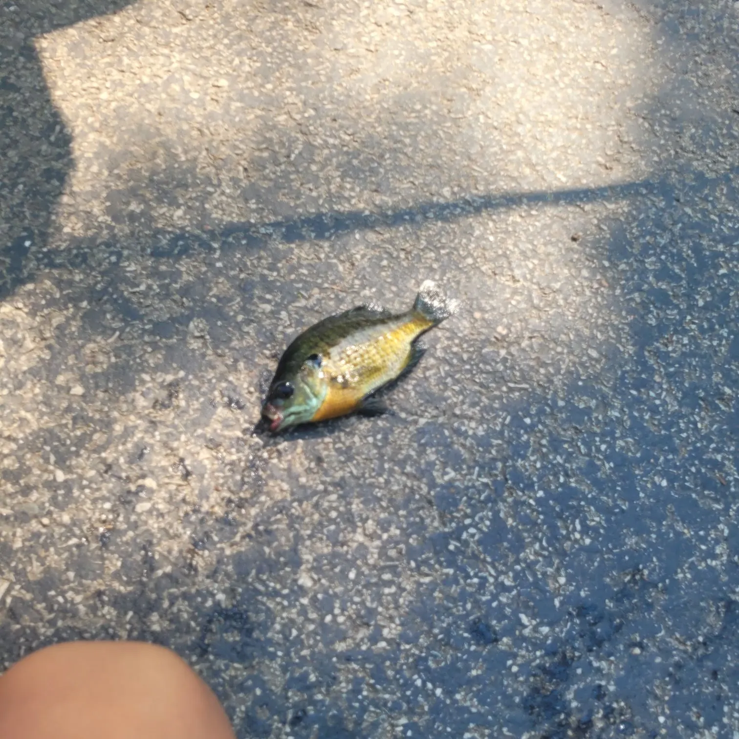 Bluegill caught on Fishbrain