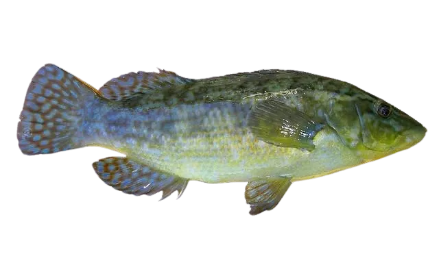 Ballan wrasse