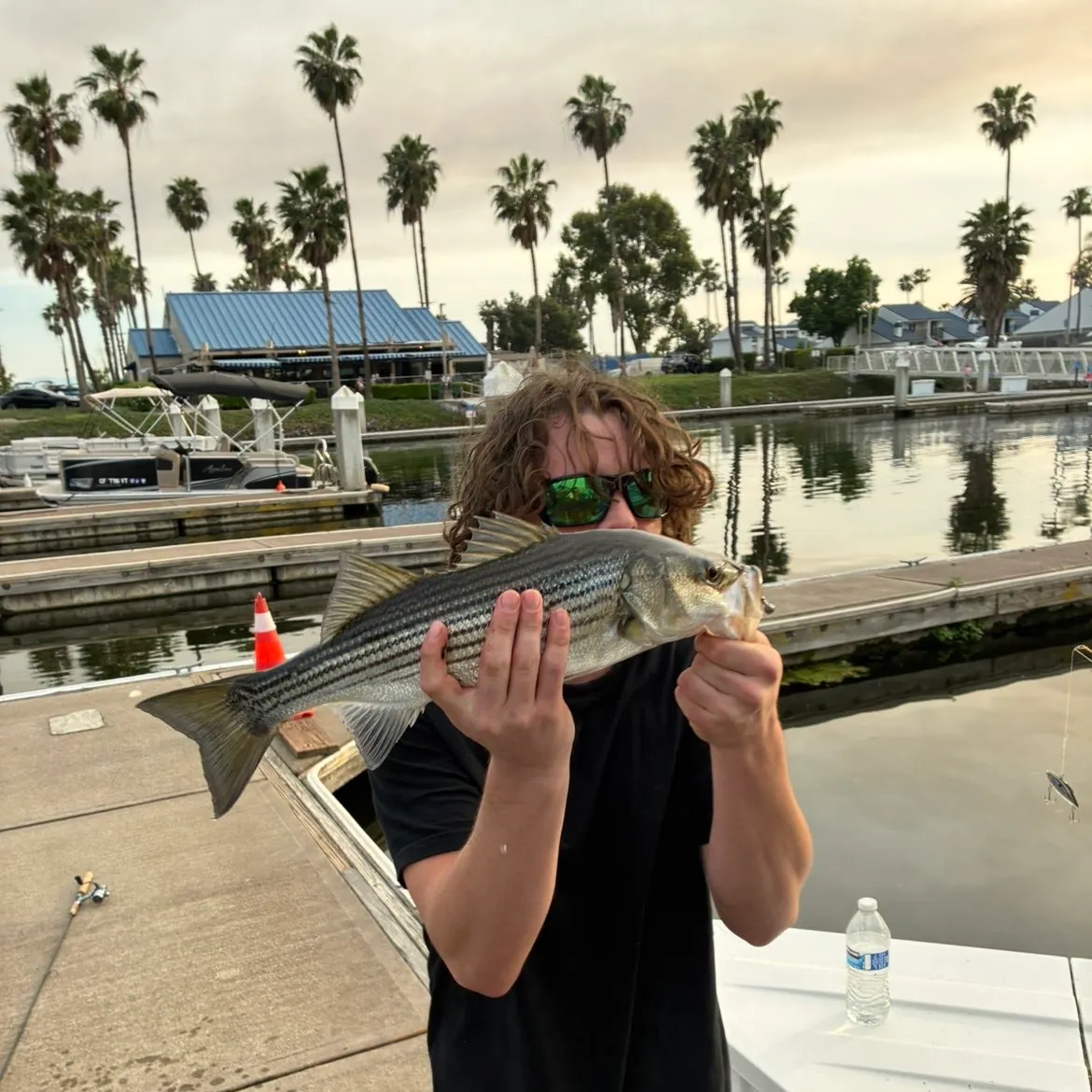 The most recent Striped bass catches on Fishbrain