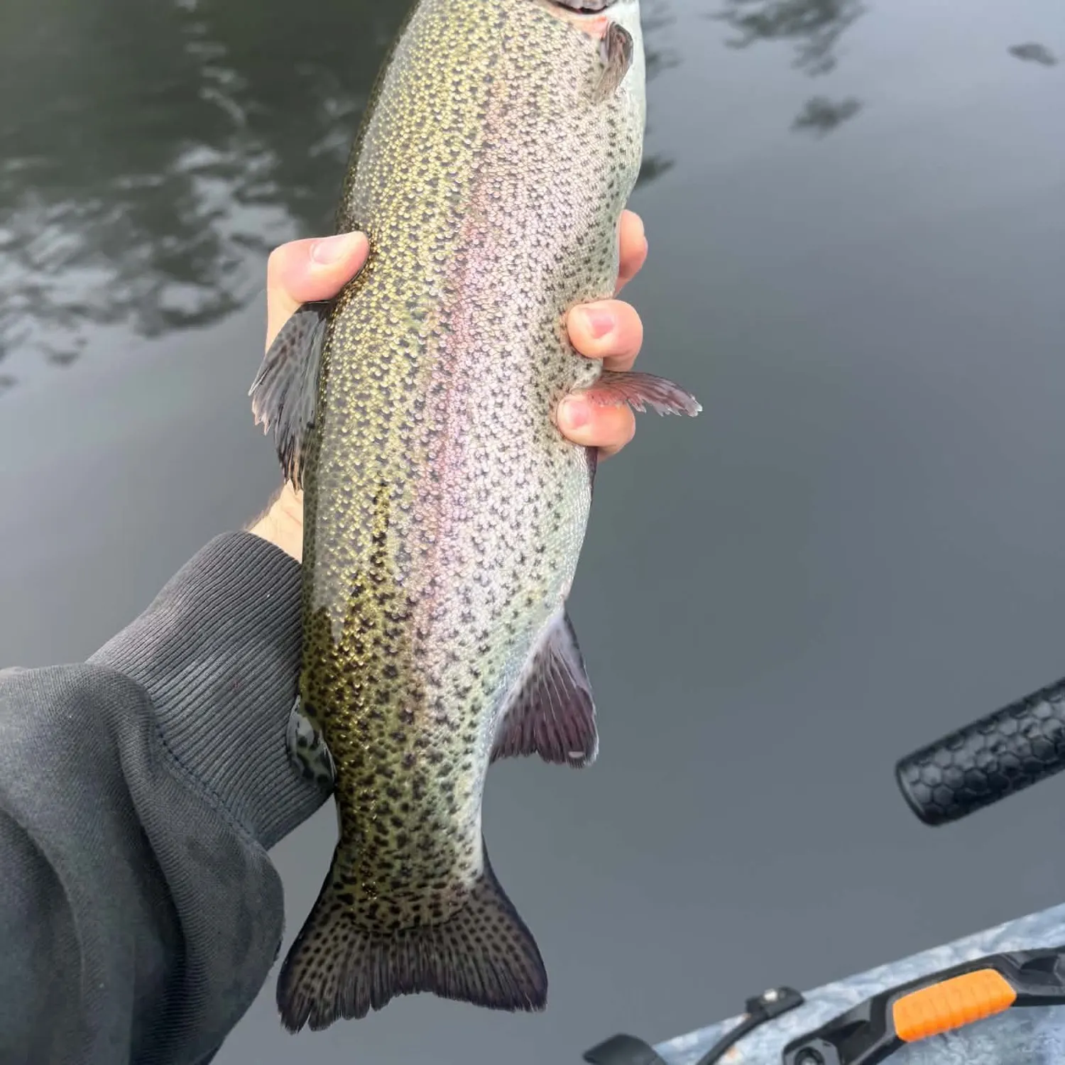 Rainbow trout caught on Fishbrain
