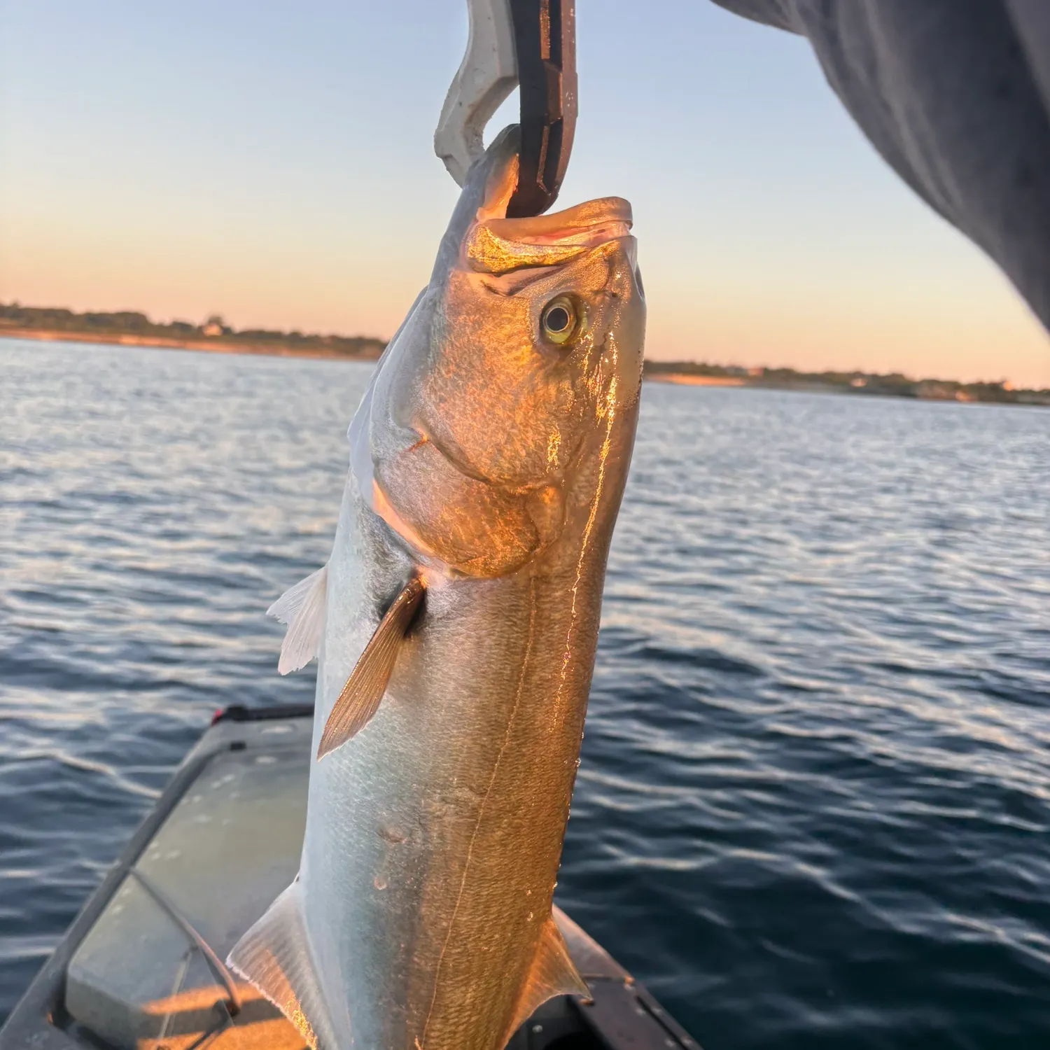 Bluefish caught on Fishbrain