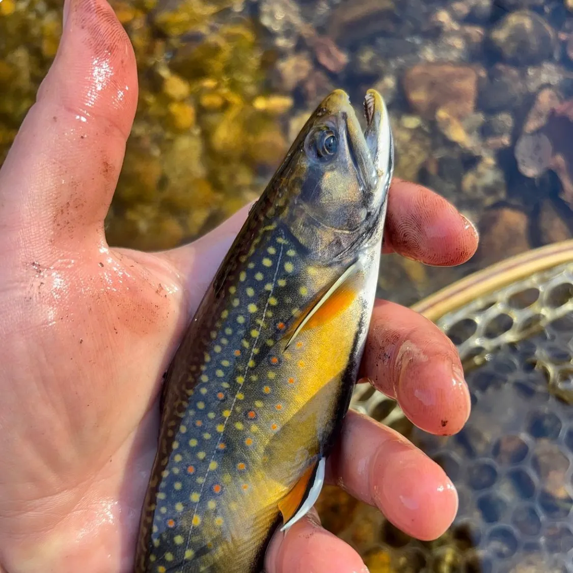 Brook trout caught on Fishbrain