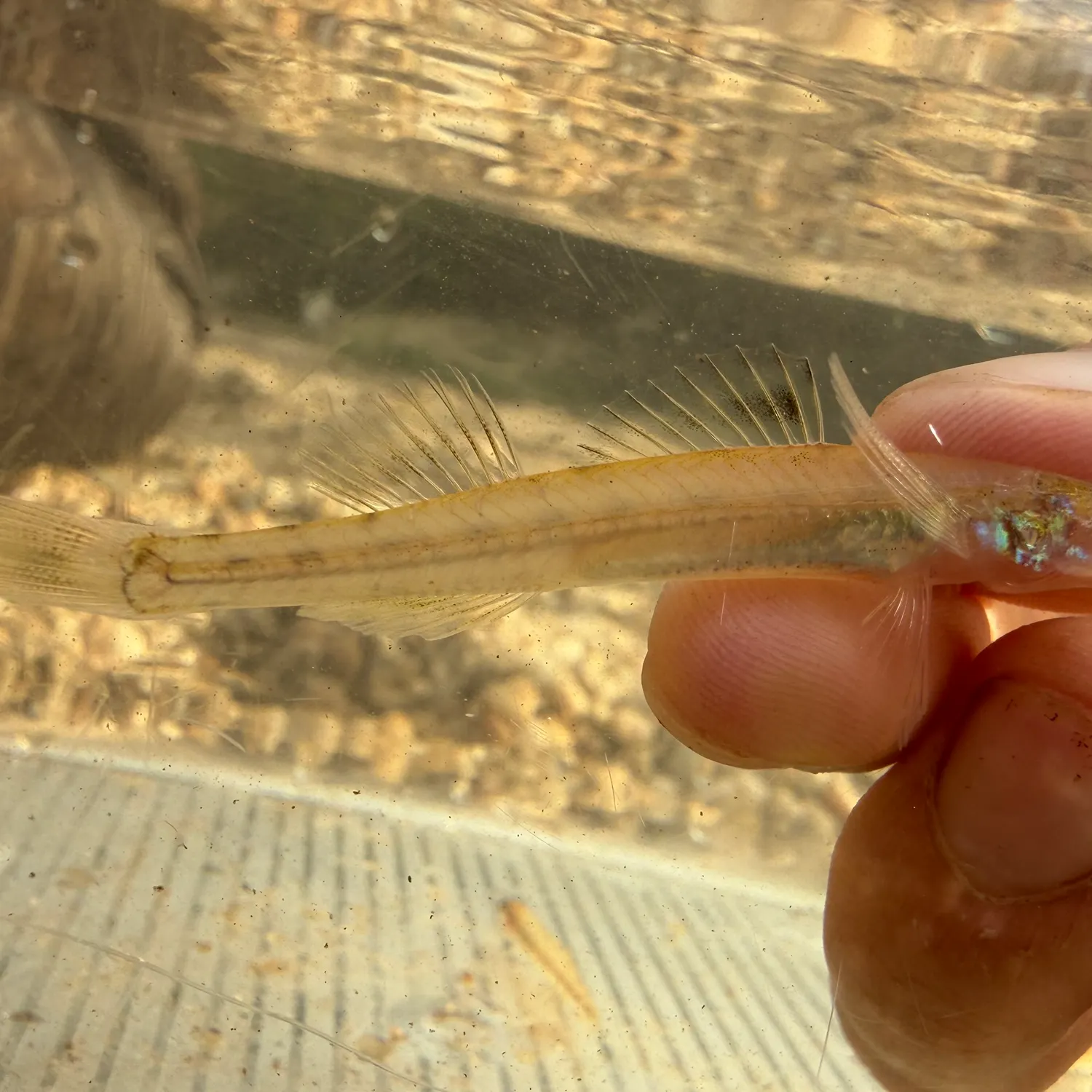 The most recent Florida sand darter catches on Fishbrain