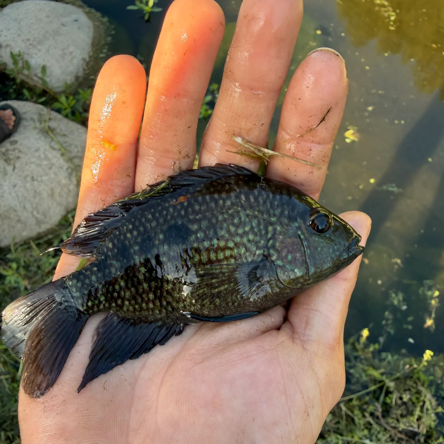 The most recent Lowland cichlid catches on Fishbrain