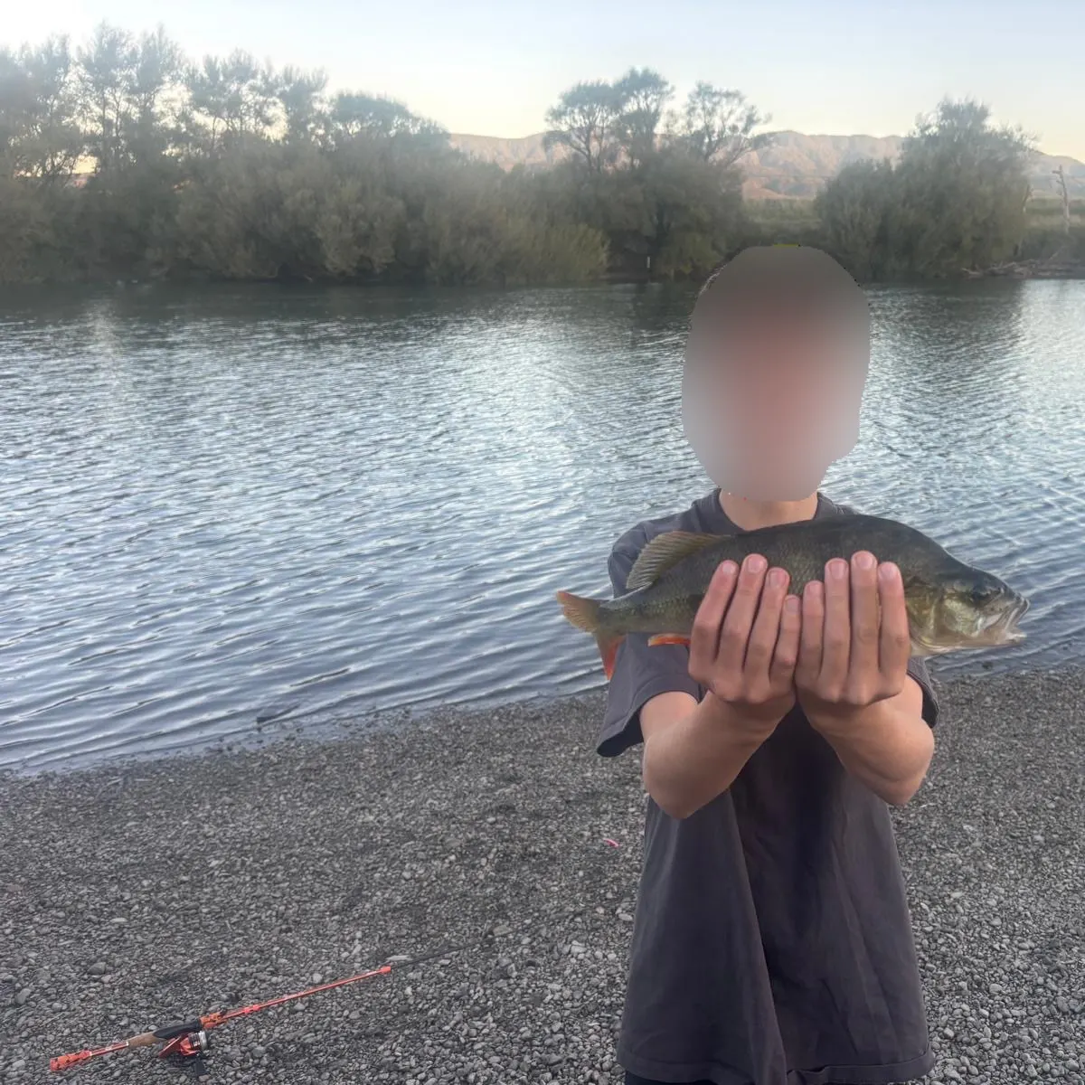 European perch caught on Fishbrain