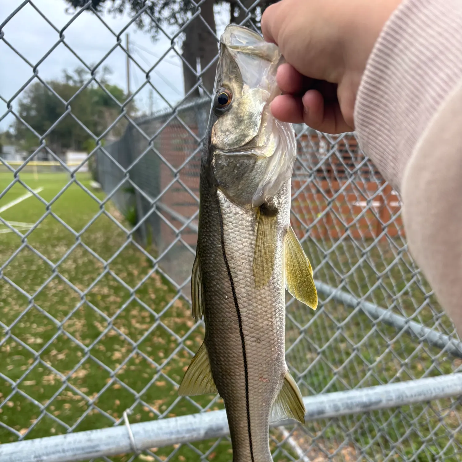 The most recent Tarpon Snook catches on Fishbrain