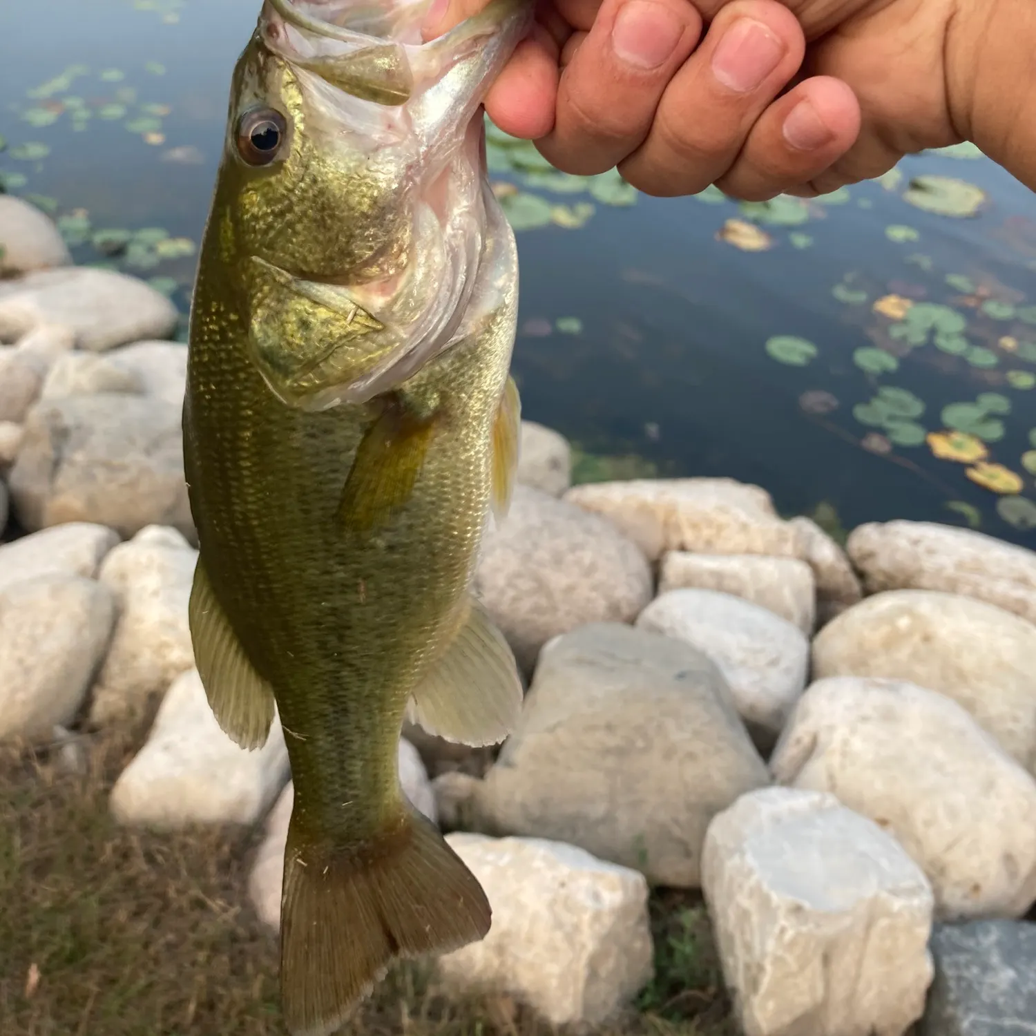 Largemouth bass caught on Fishbrain