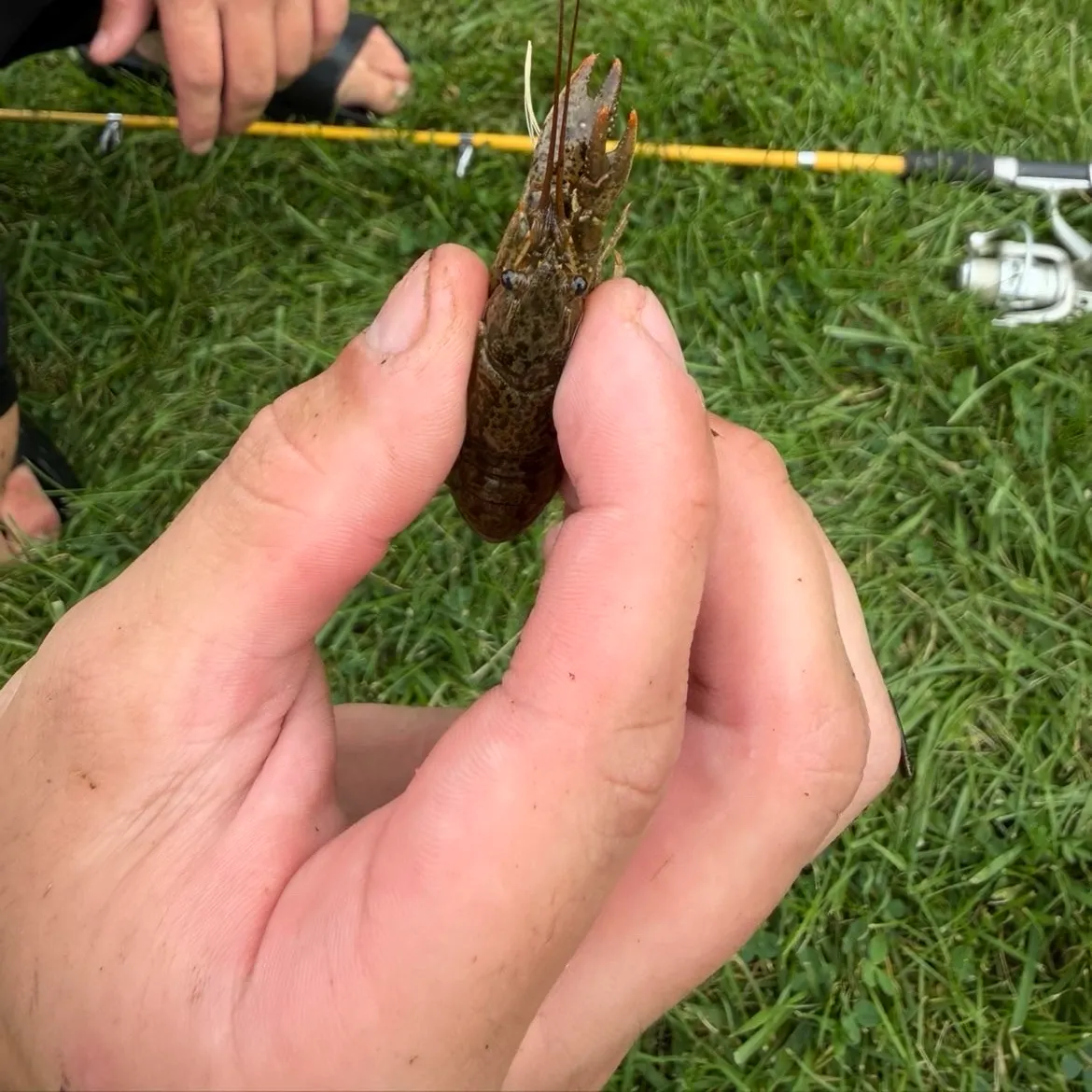 Northern clearwater crayfish caught on Fishbrain