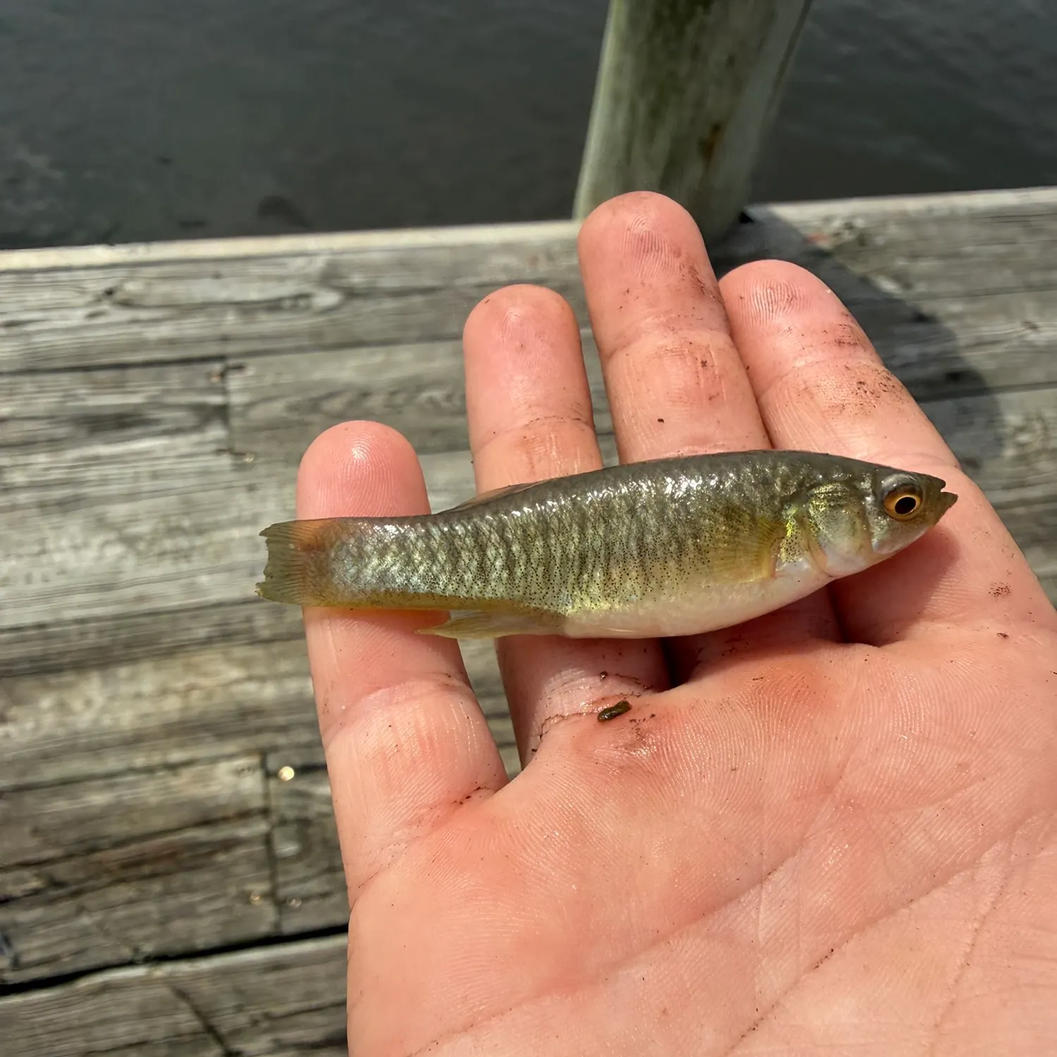 The most recent Lined topminnow catches on Fishbrain