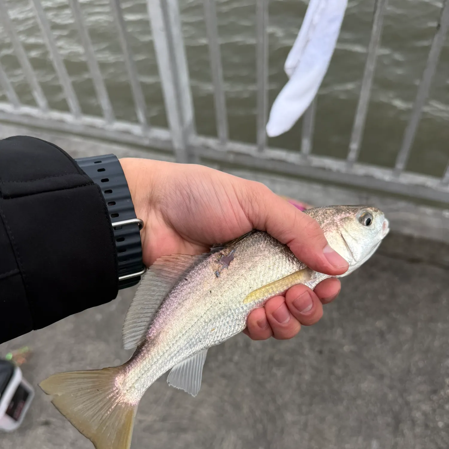 The most recent White croaker catches on Fishbrain