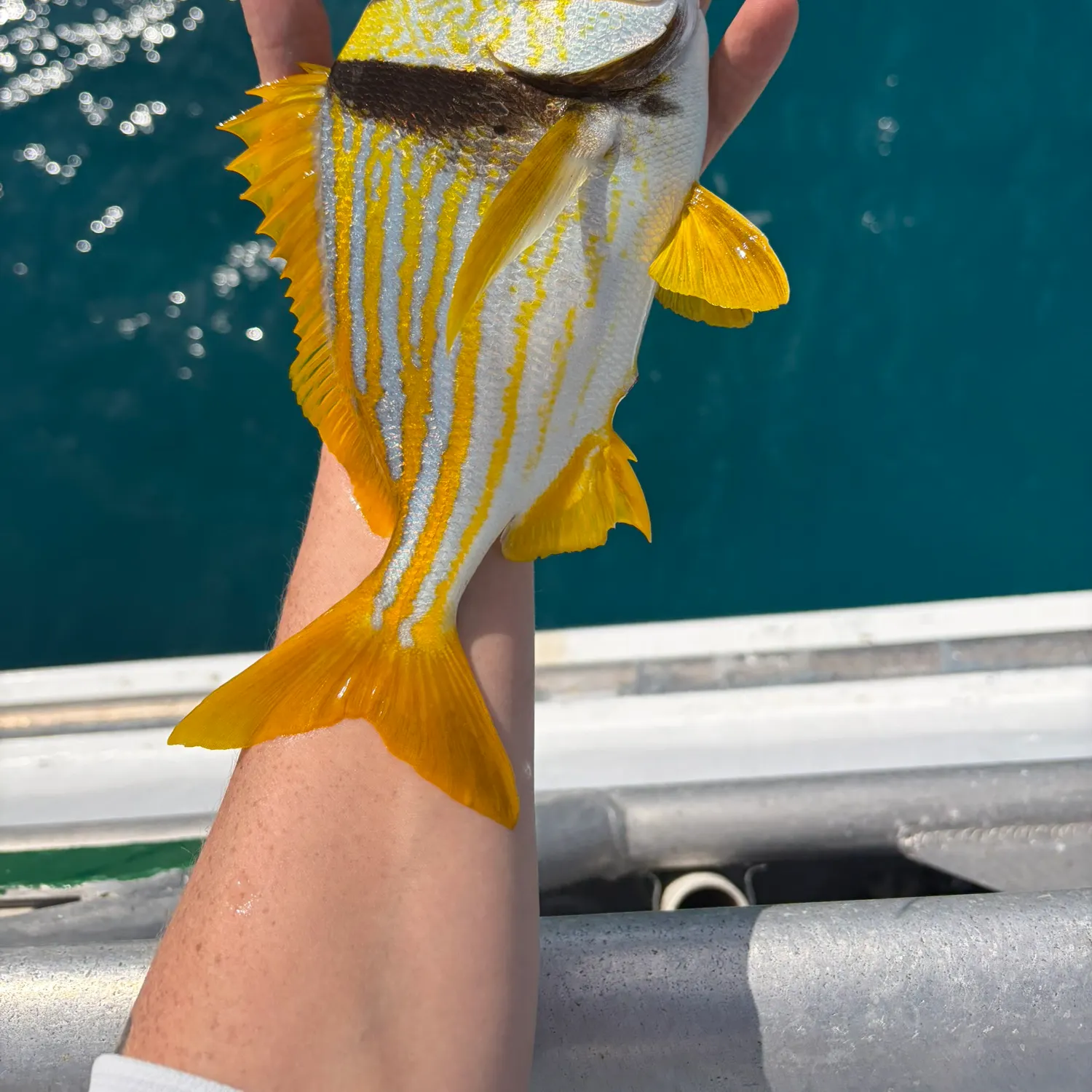 The most recent Atlantic porkfish catches on Fishbrain