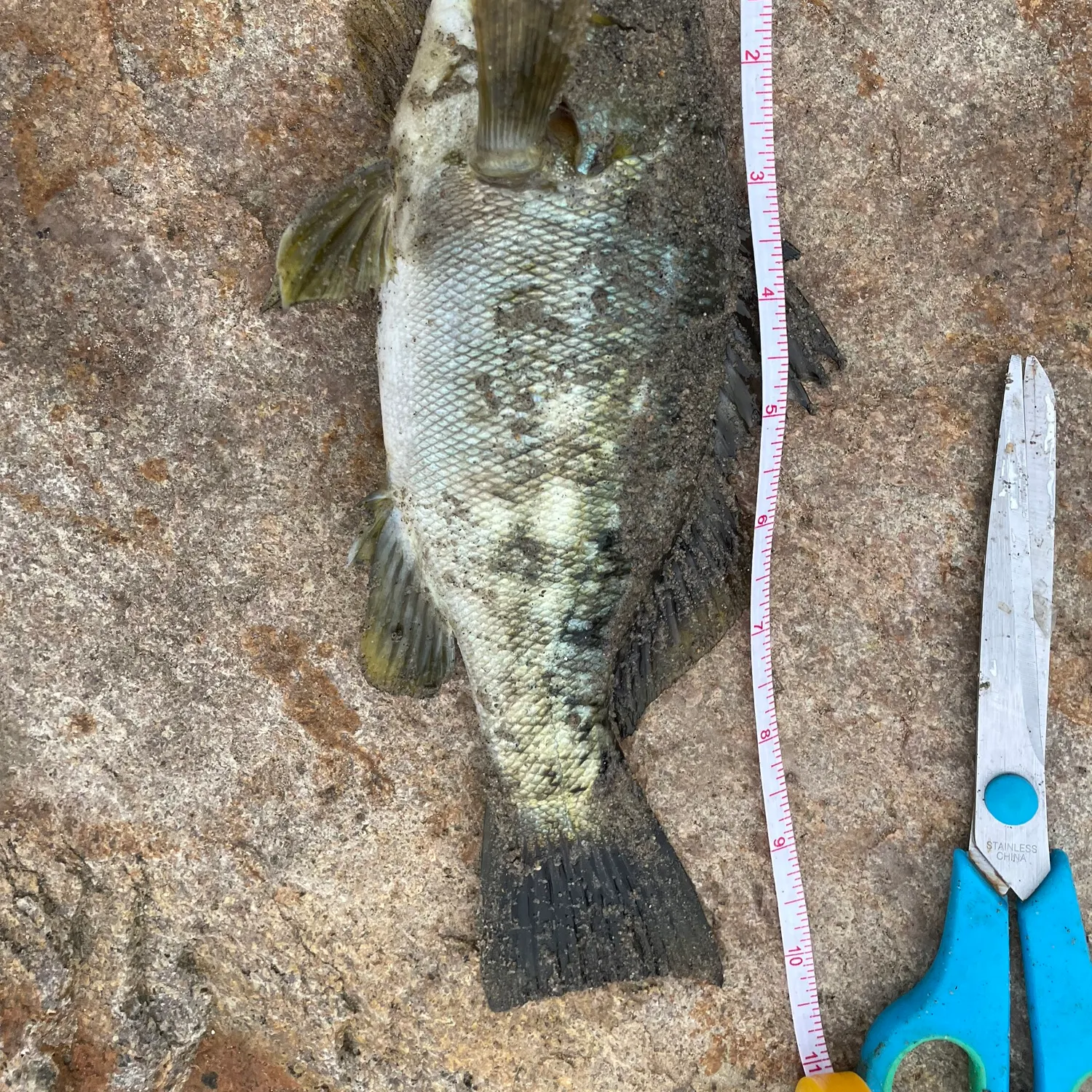 The most recent Spotted sand bass catches on Fishbrain