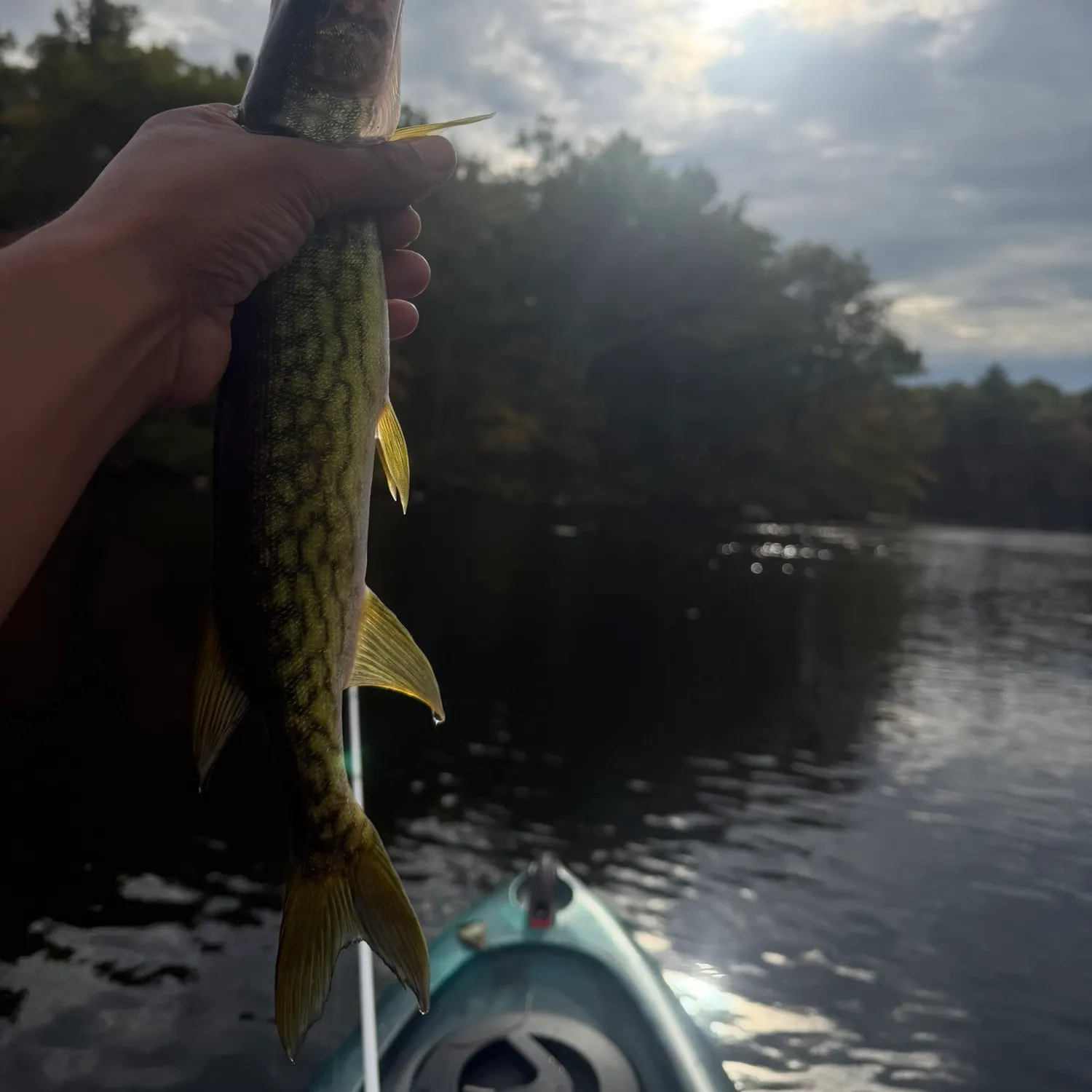 Chain pickerel caught on Fishbrain