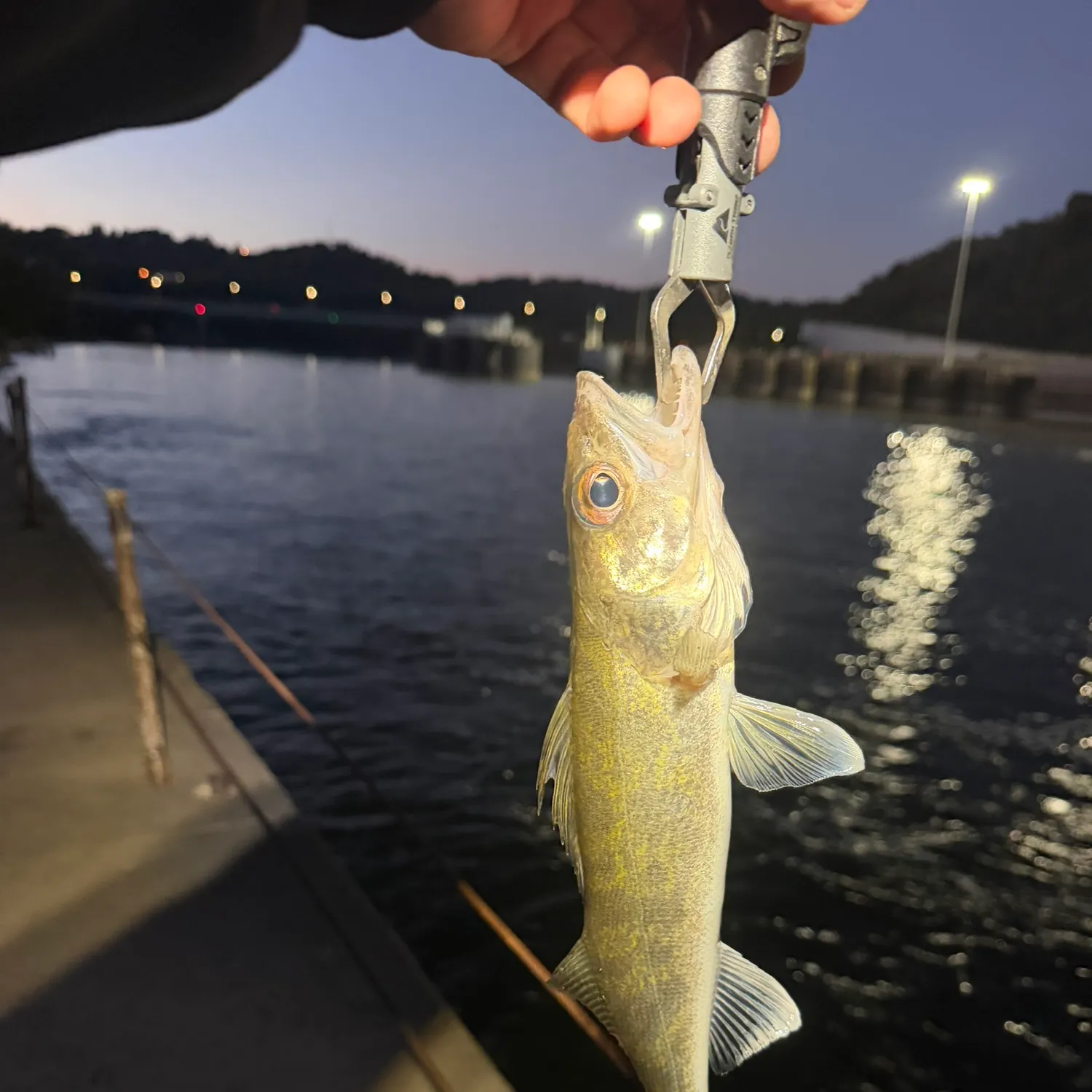 Walleye caught on Fishbrain