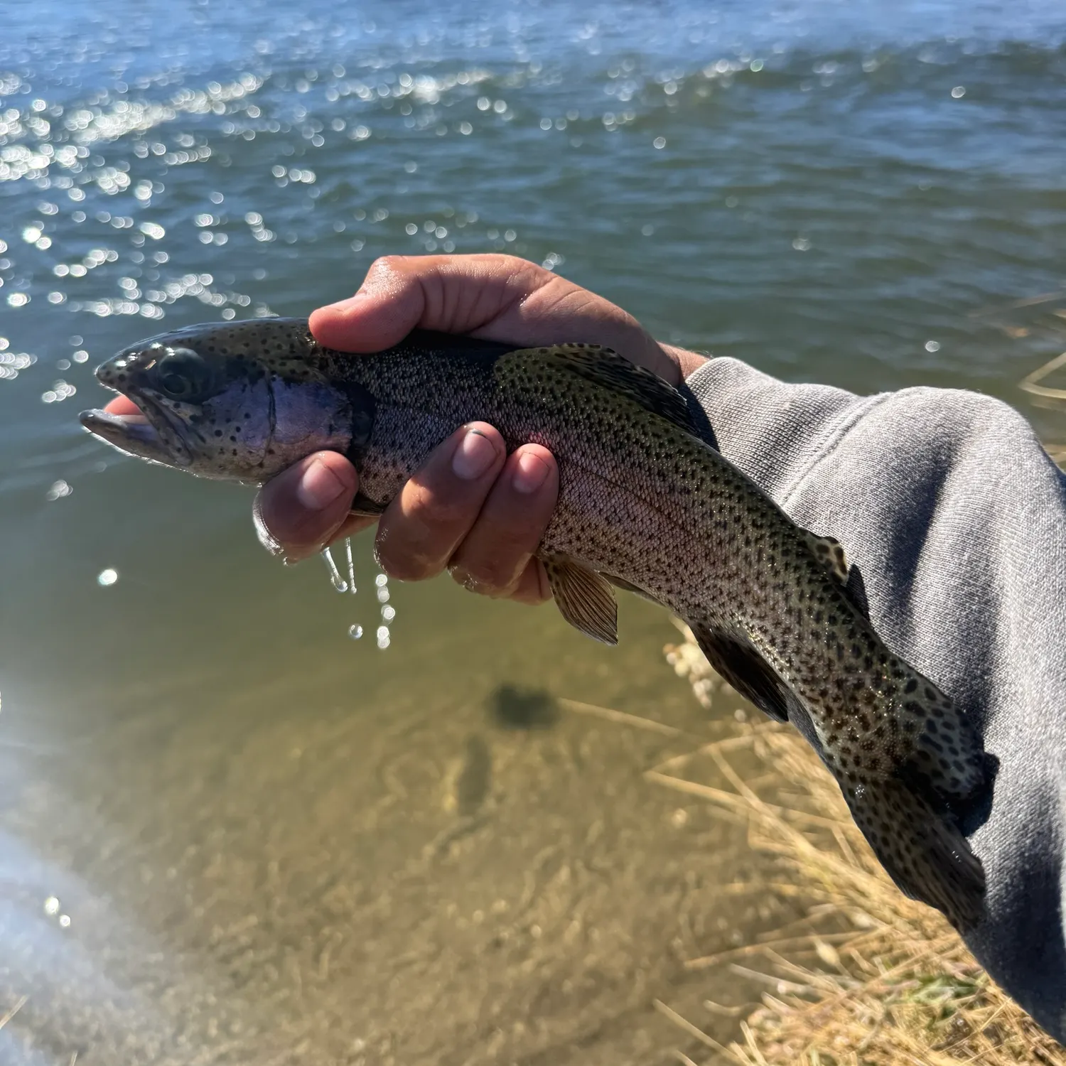 Rainbow trout caught on Fishbrain