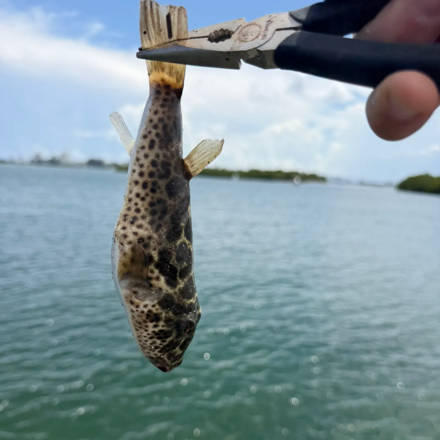 Checkered puffer caught on Fishbrain