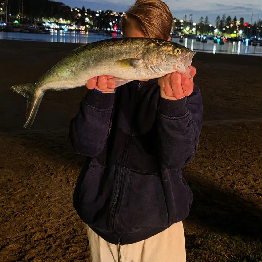 The most recent Eastern Australian salmon catches on Fishbrain