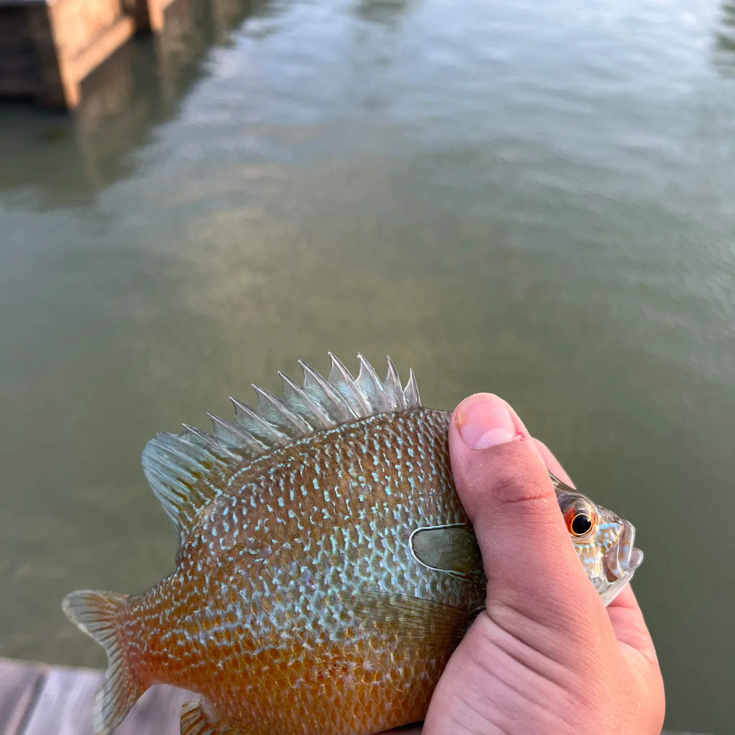 The most recent Longear sunfish catches on Fishbrain