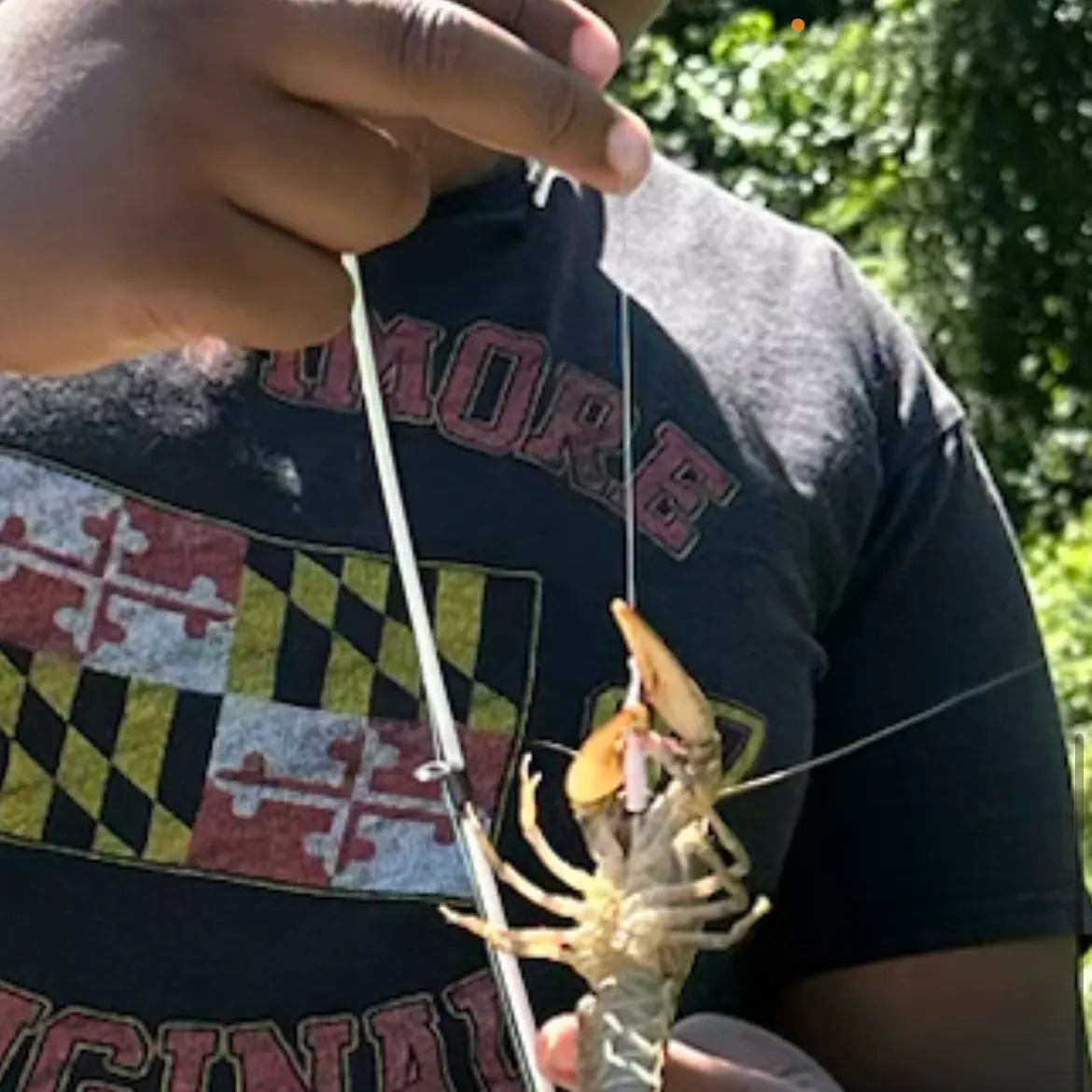The most recent Red swamp crayfish catches on Fishbrain