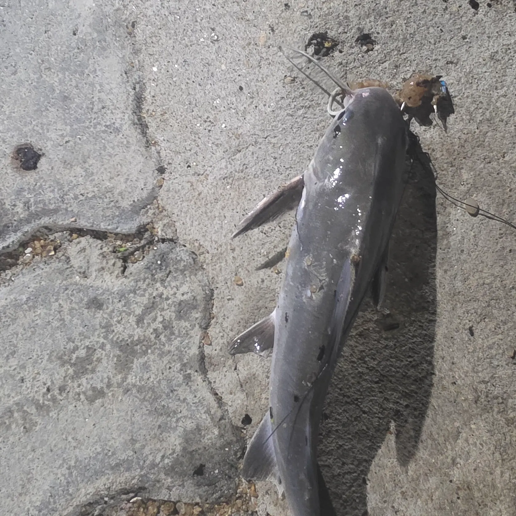 The most recent Pale catfish catches on Fishbrain