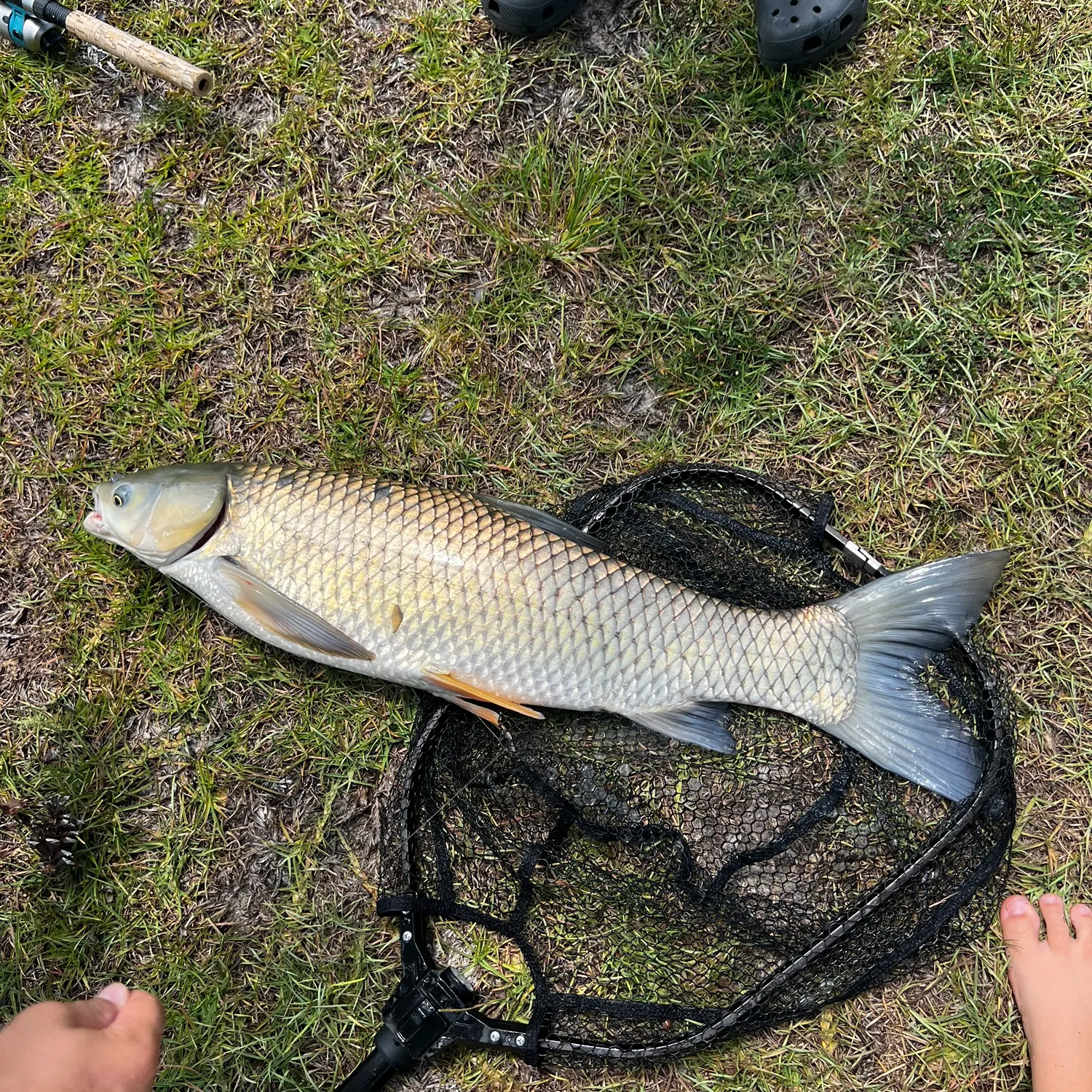 Grass carp caught on Fishbrain