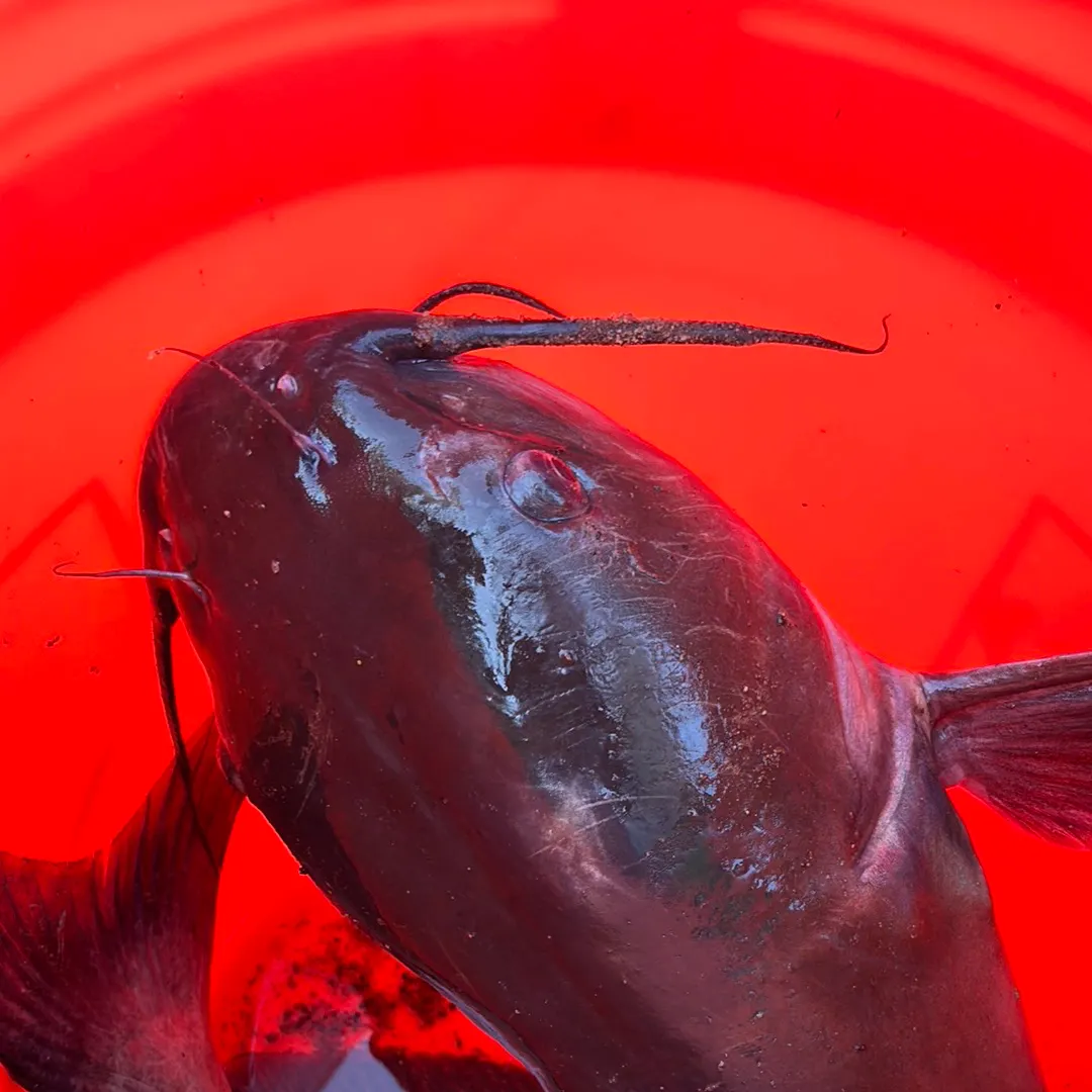 Channel catfish caught on Fishbrain