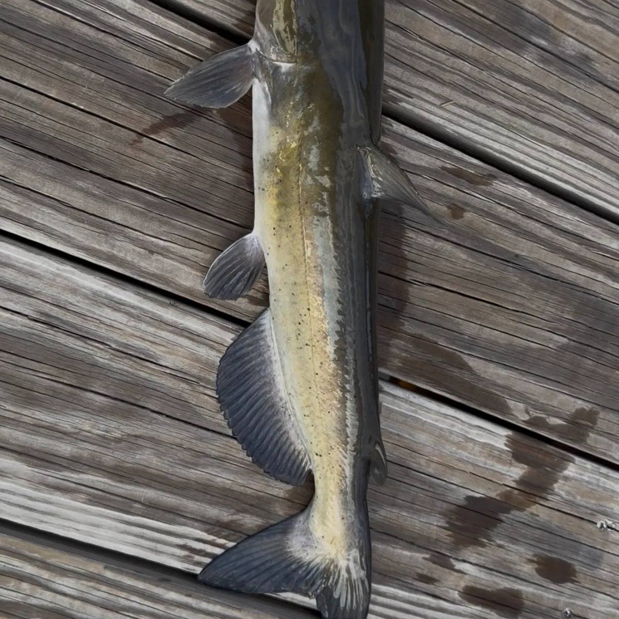 Channel catfish caught on Fishbrain
