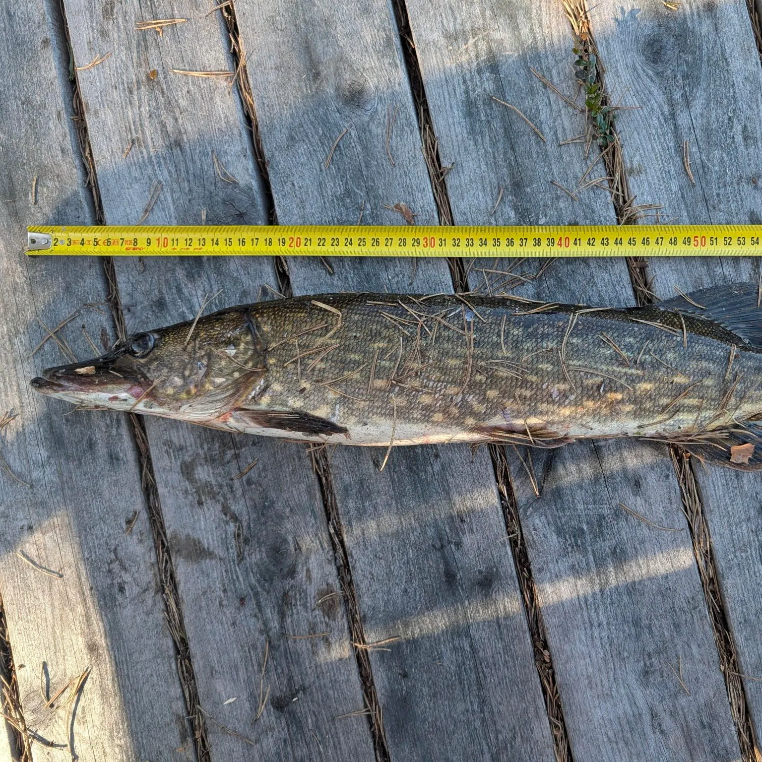 recently logged catches