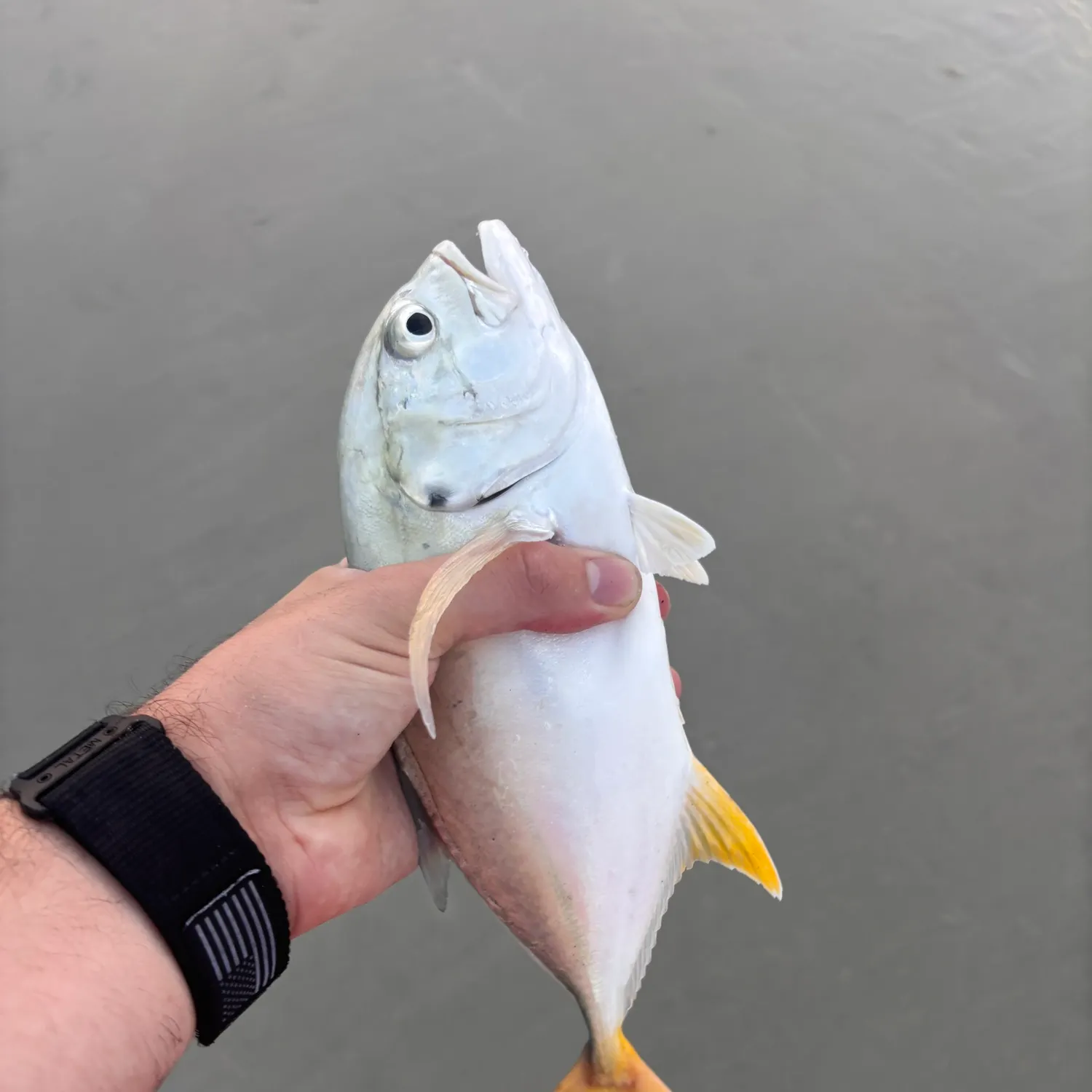 Crevalle jack caught on Fishbrain