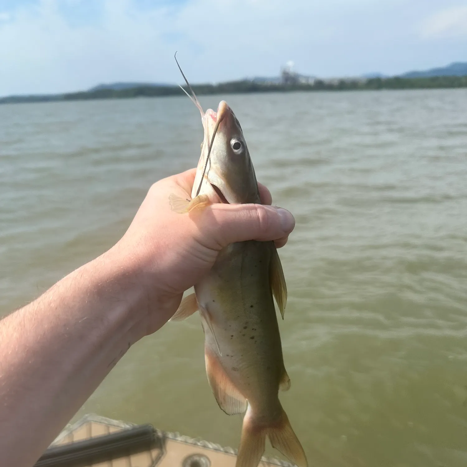 Channel catfish caught on Fishbrain