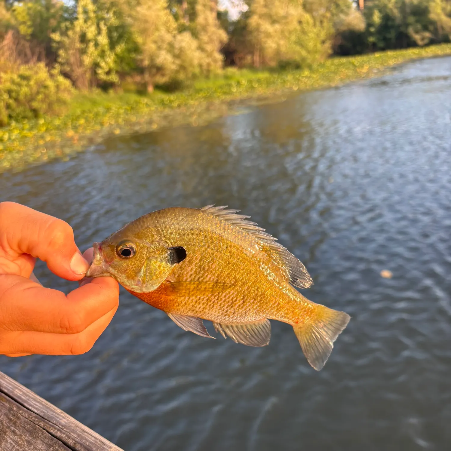 Fish caught on Fishbrain