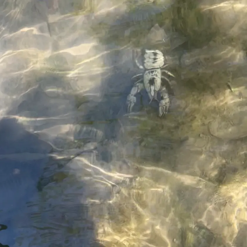 The most recent White River crayfish catches on Fishbrain