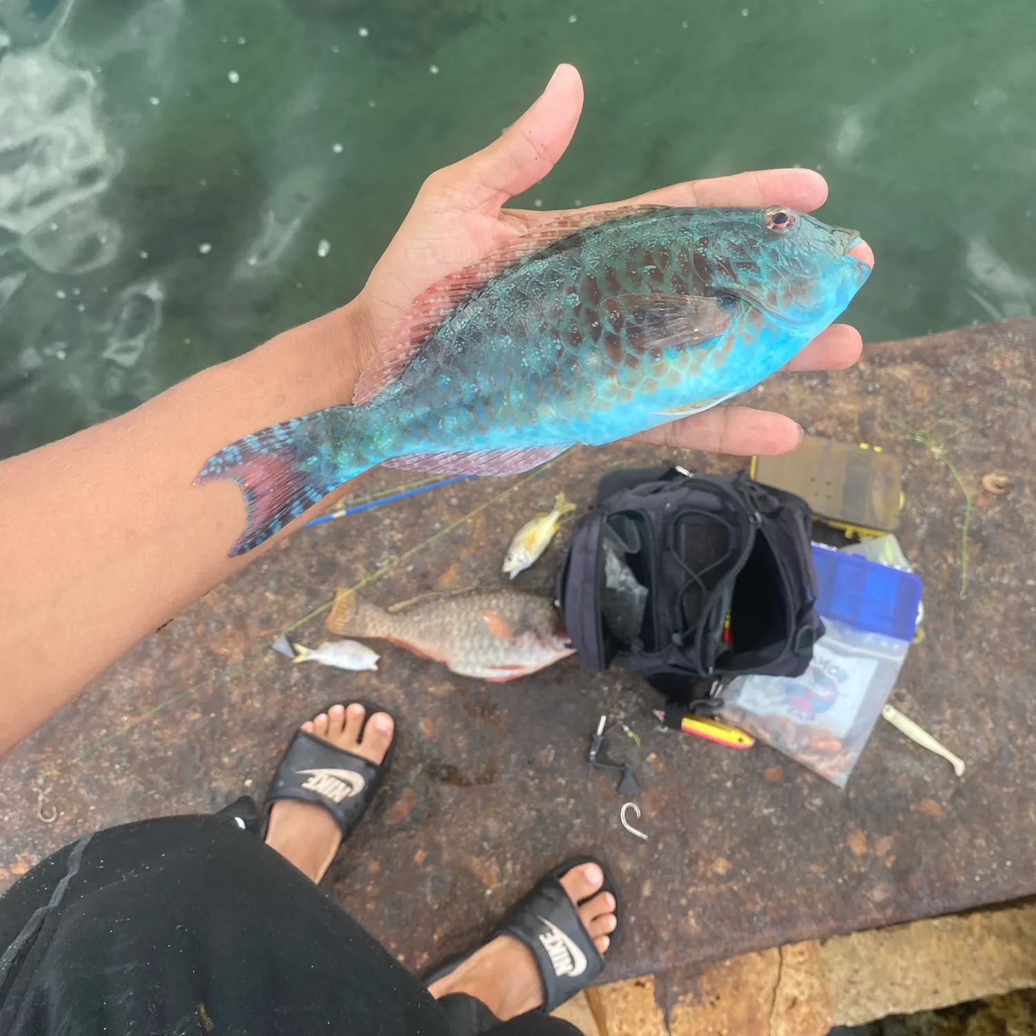 The most recent Common parrotfish catches on Fishbrain