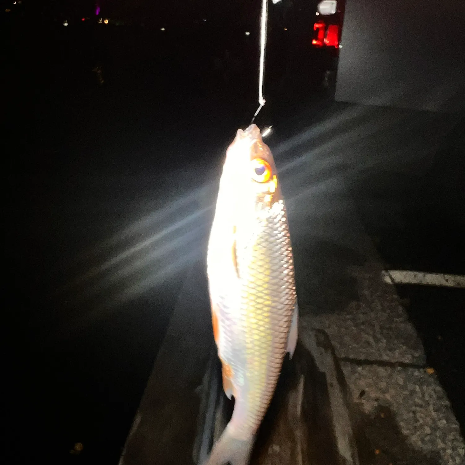 Common roach caught on Fishbrain