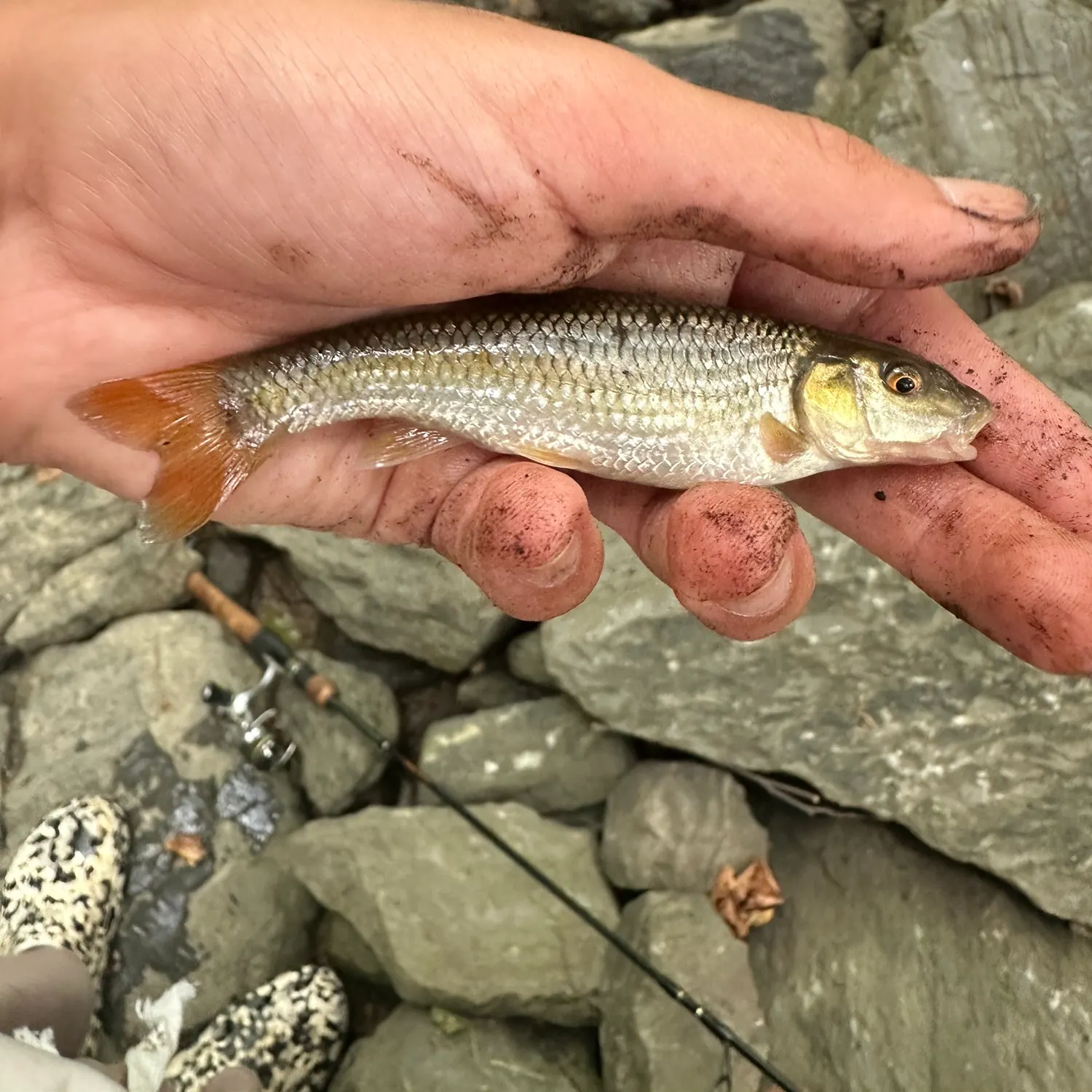 The most recent Bluehead chub catches on Fishbrain