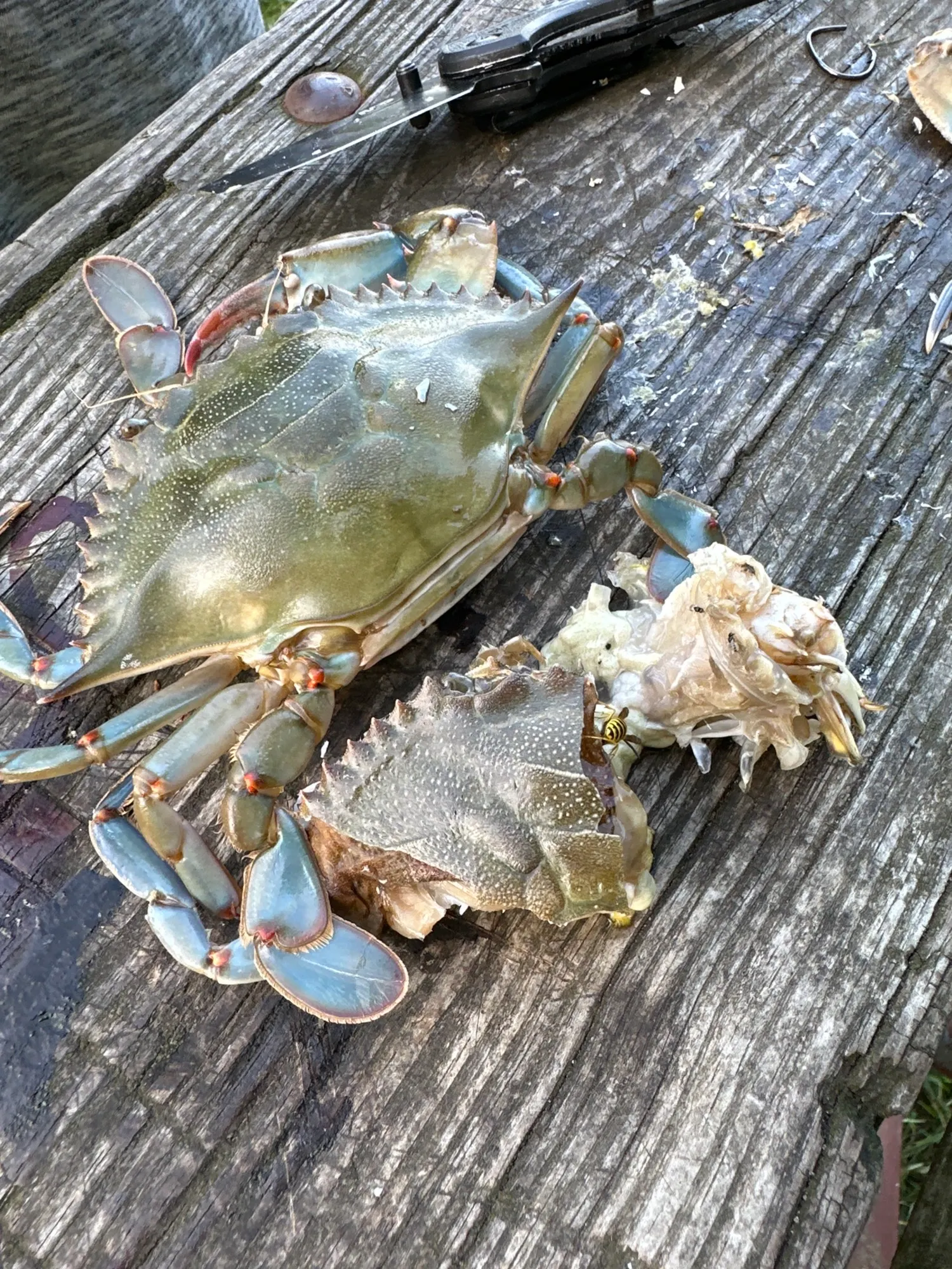 Peeler Crab