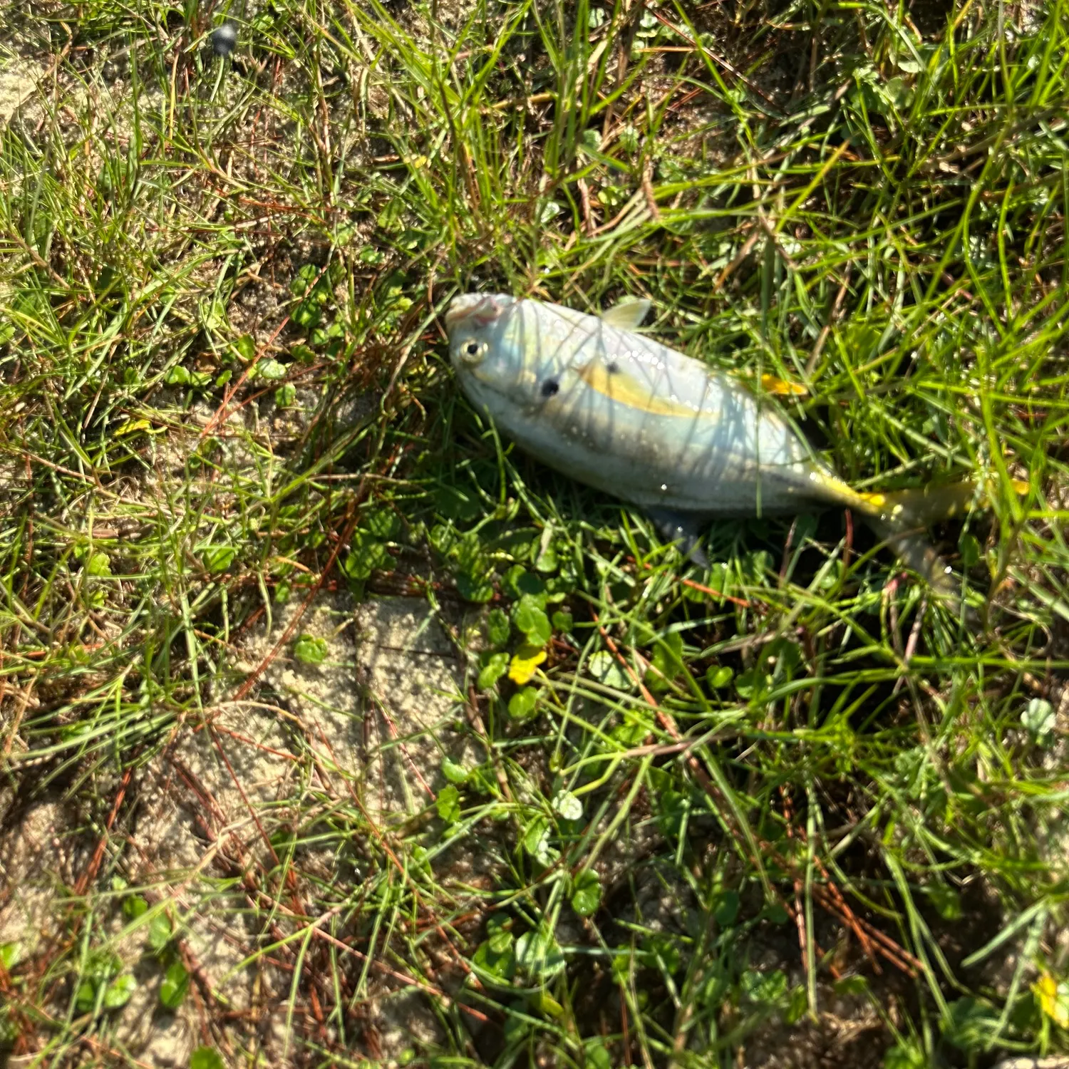 Crevalle jack caught on Fishbrain
