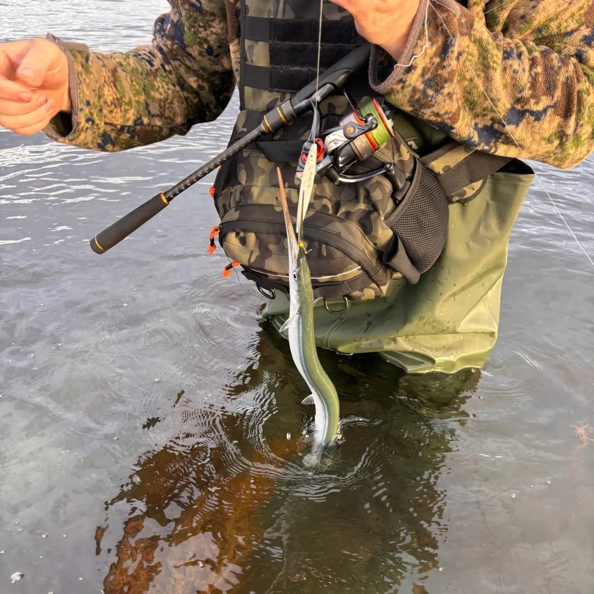 European garfish caught on Fishbrain