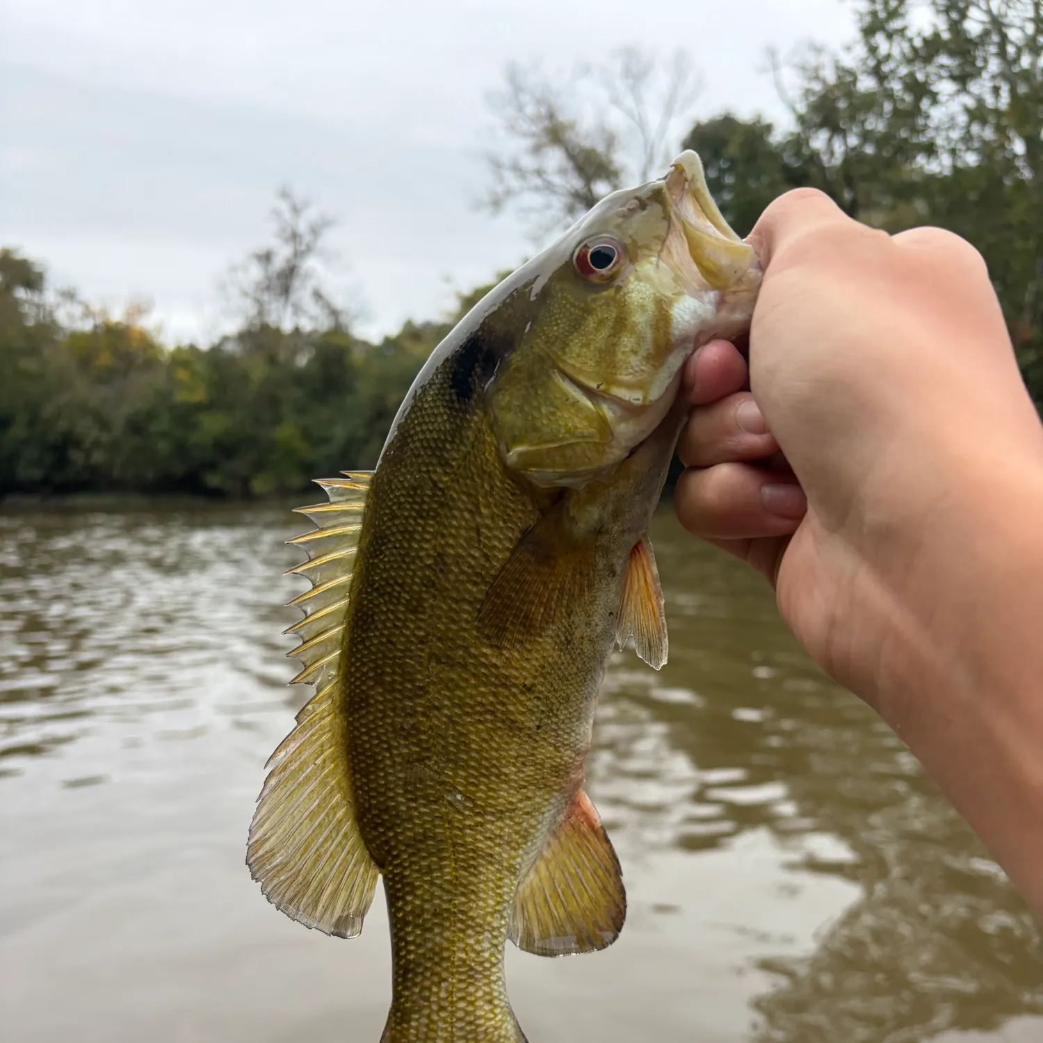 Smallmouth bass caught on Fishbrain
